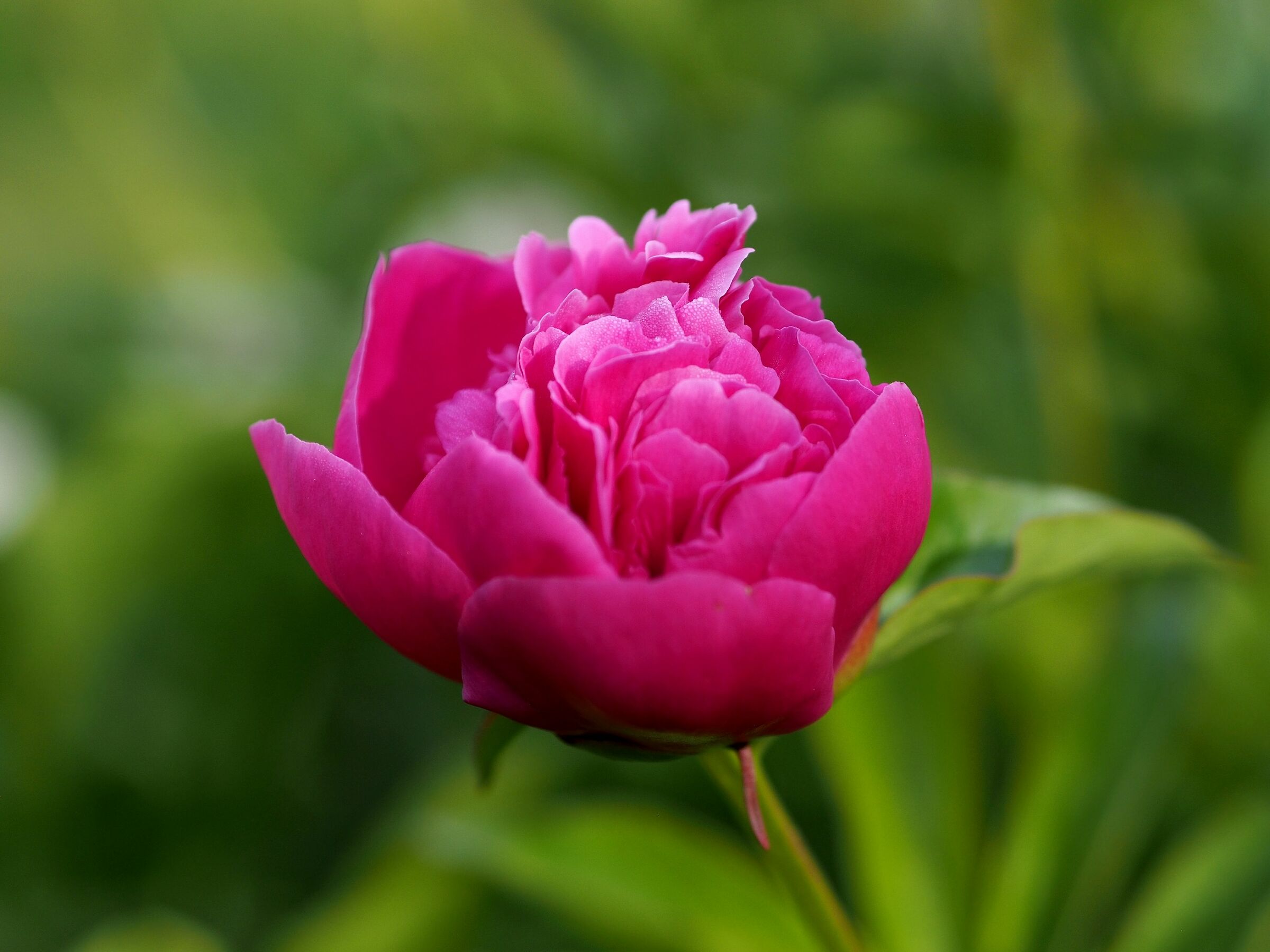 Firenze, il giardino delle rose 05