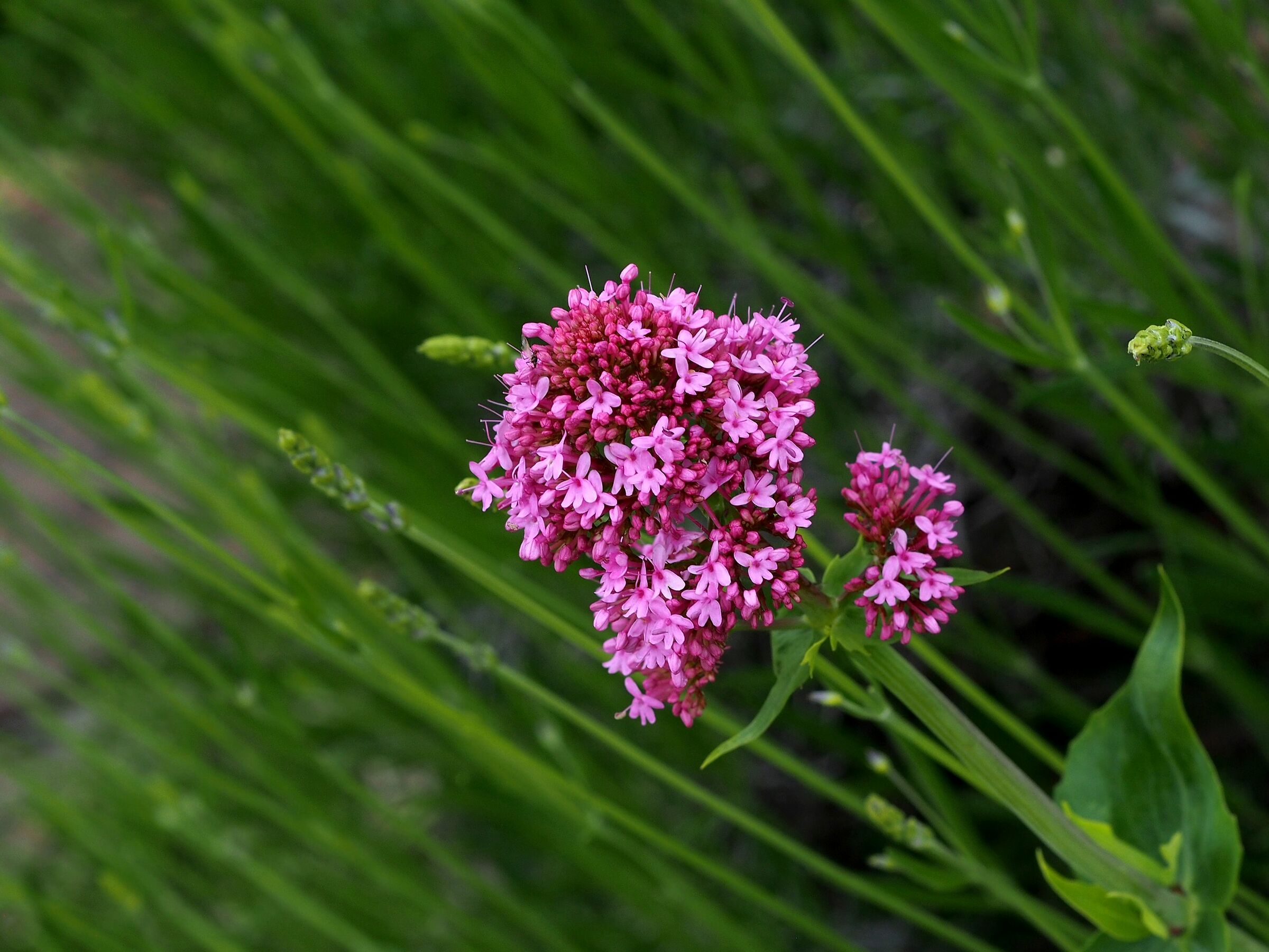 Firenze, il giardino delle rose 06