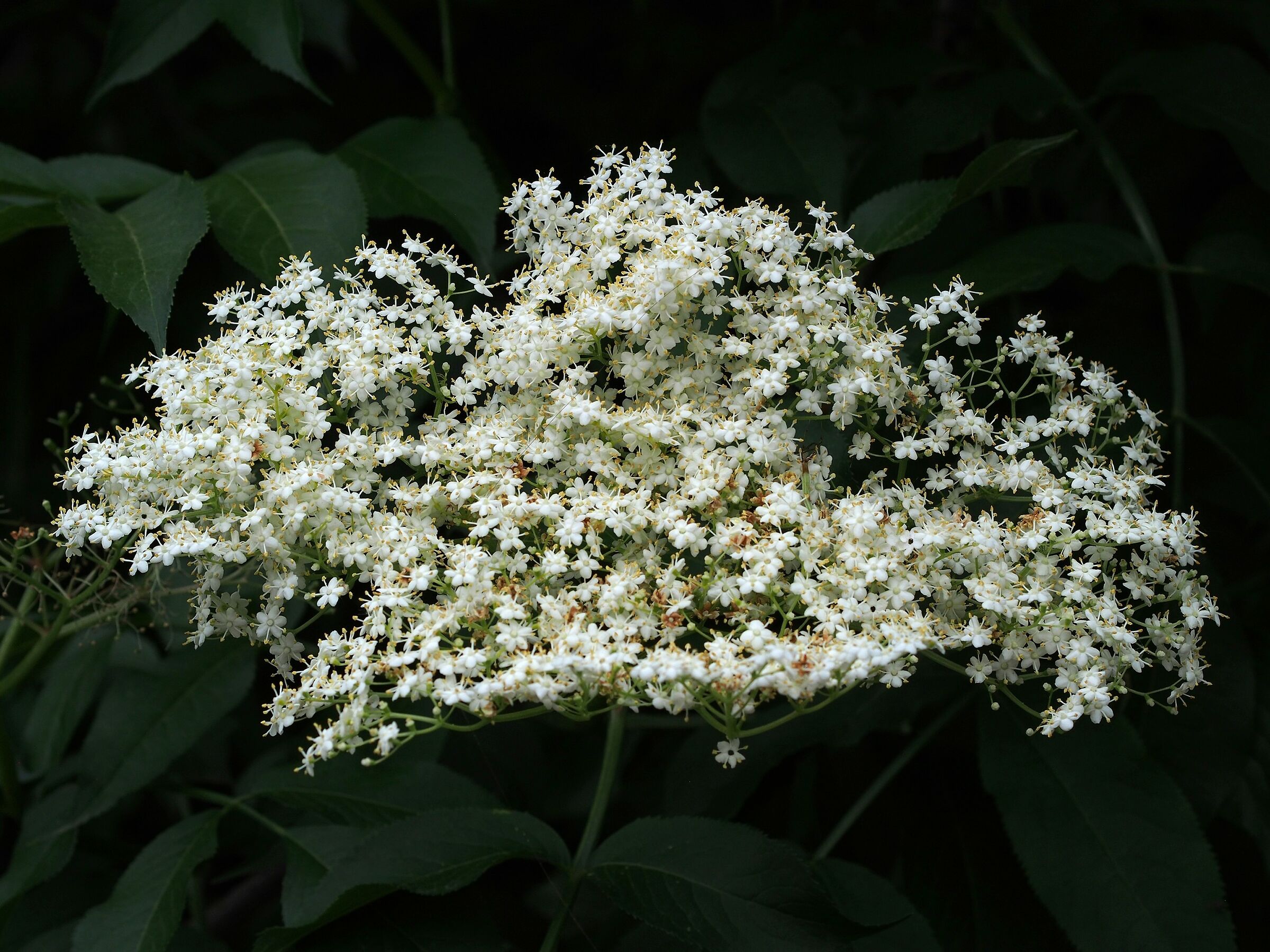 Firenze, il giardino delle rose 08