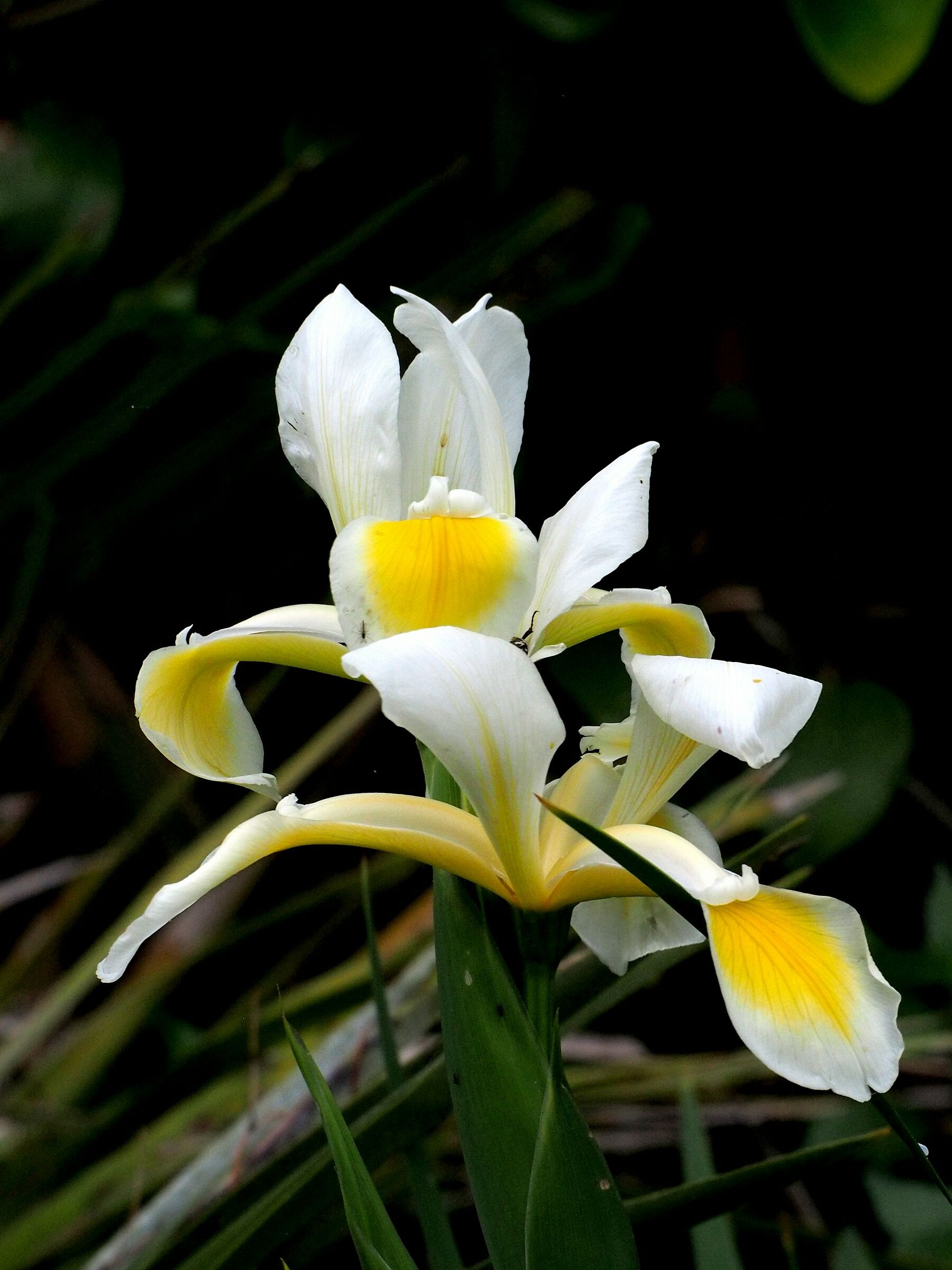Firenze, il giardino delle rose 09