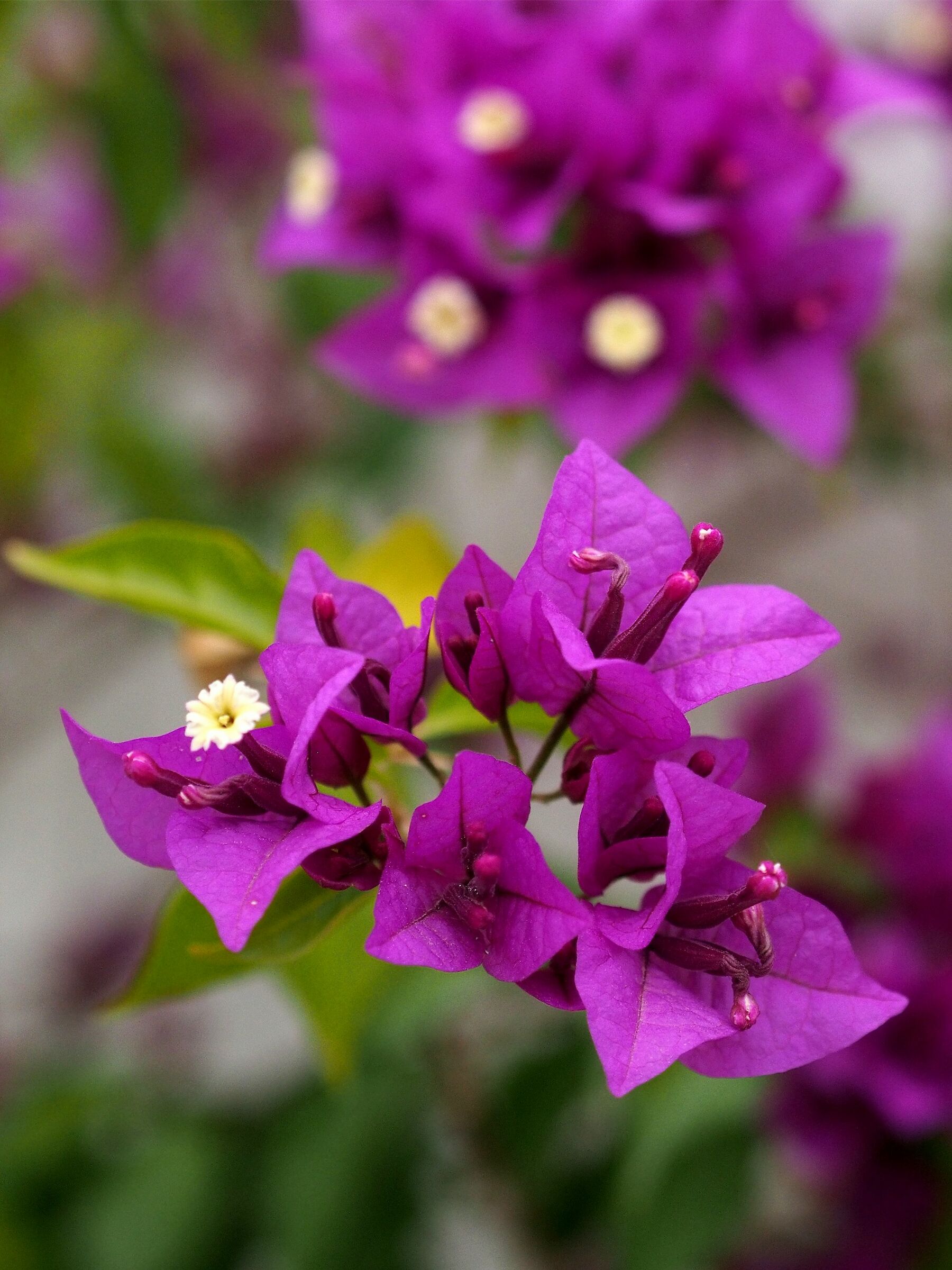 Firenze, il giardino delle rose 10
