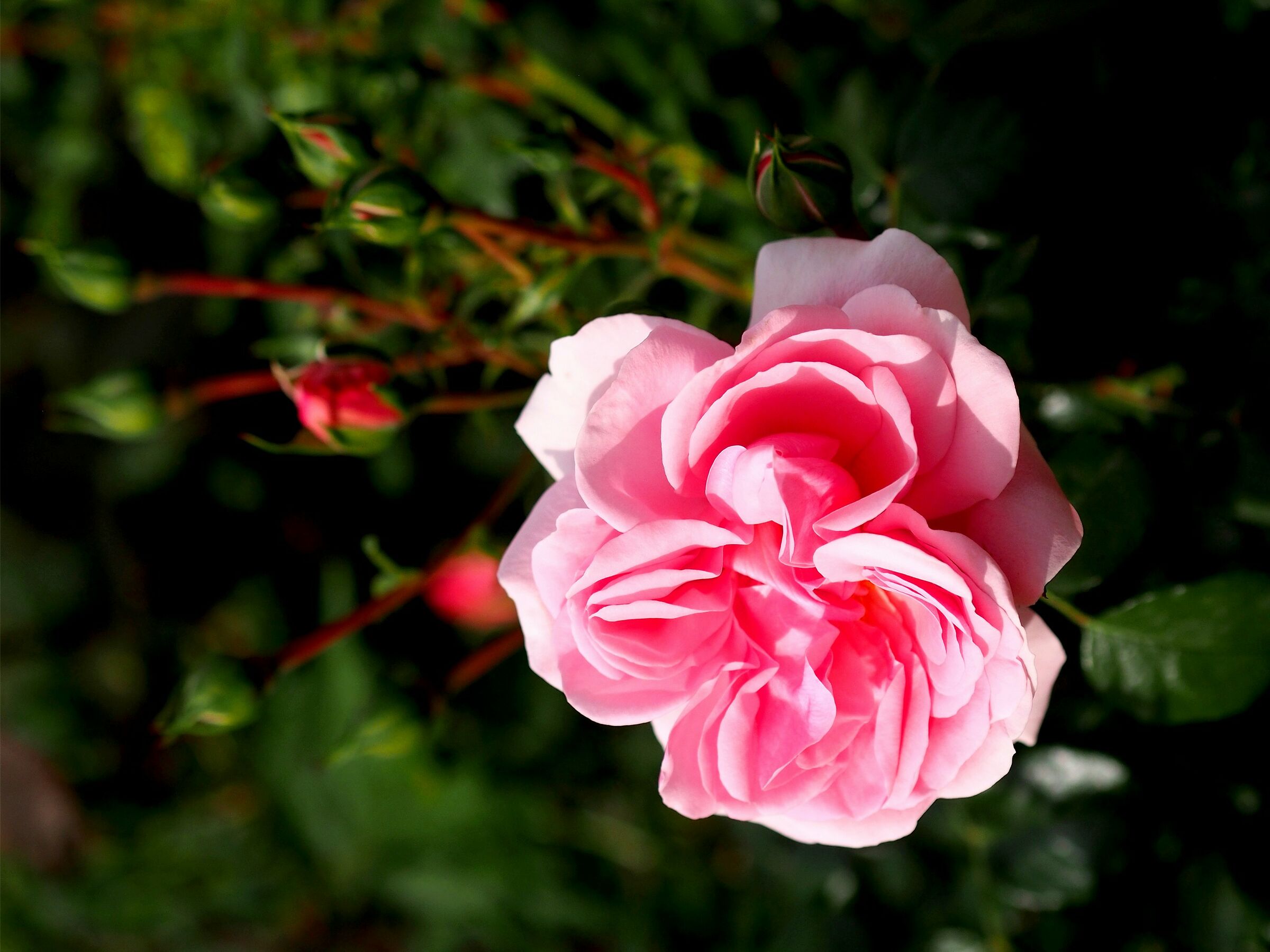 Firenze, il giardino delle rose 11