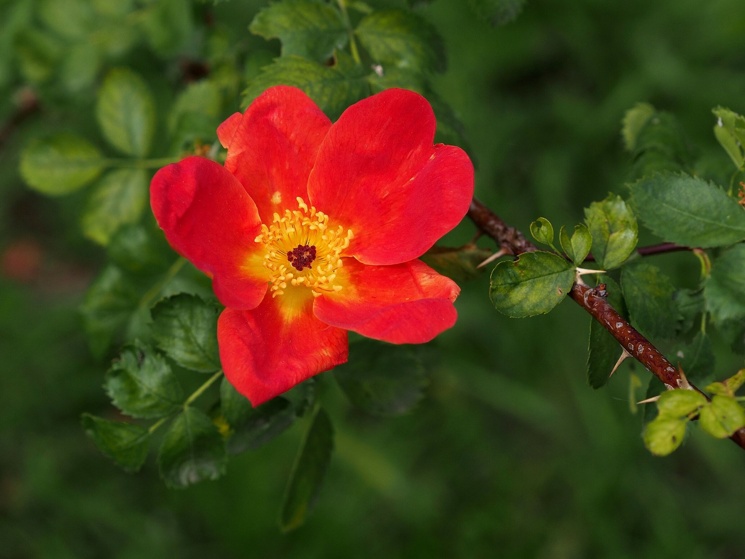 Firenze, il giardino delle rose 12