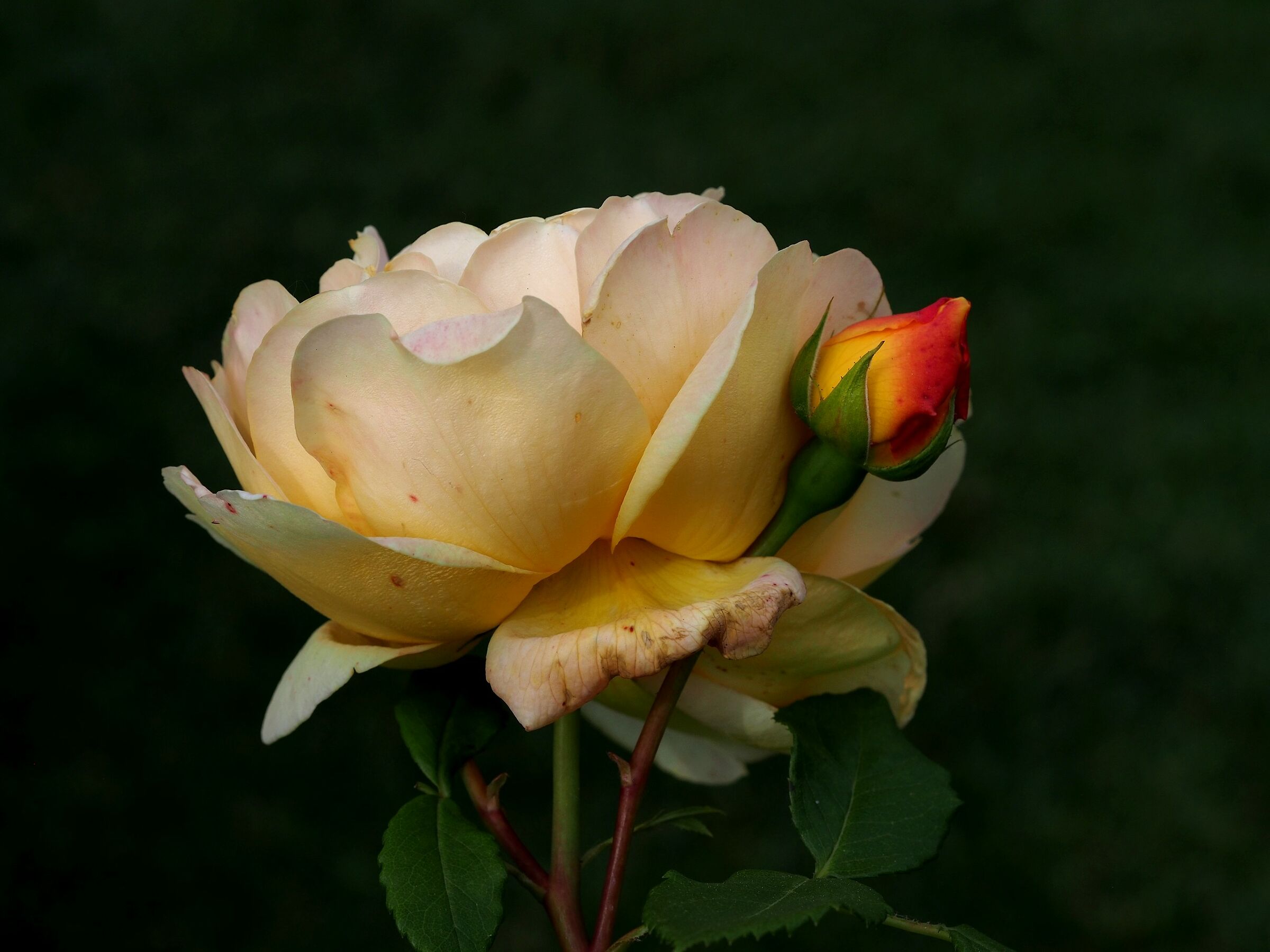 Firenze, il giardino delle rose 13