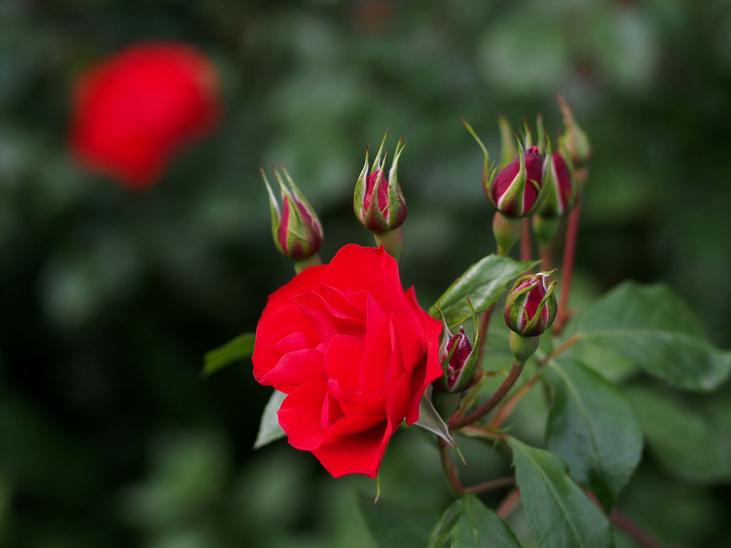 Firenze, il giardino delle rose 14
