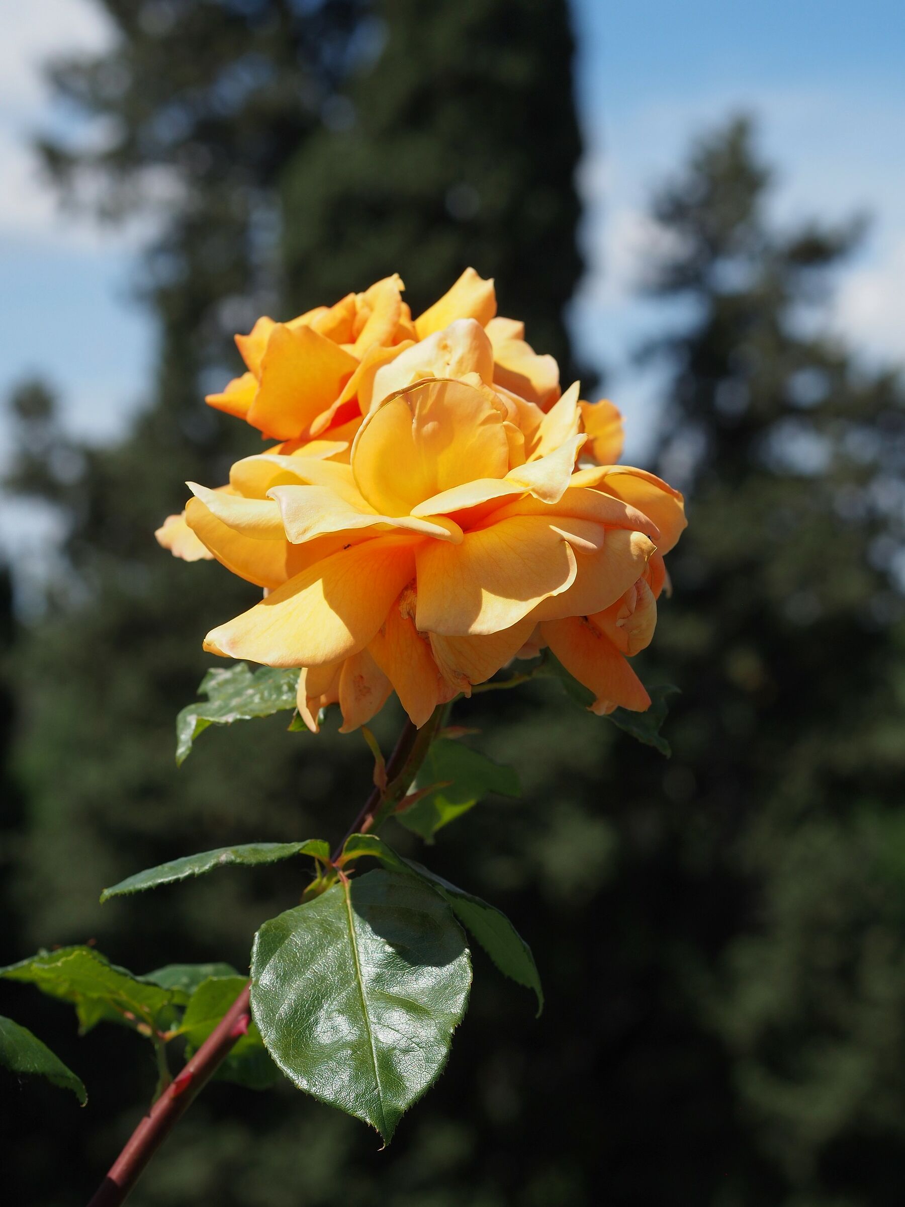 Firenze, il giardino delle rose 16