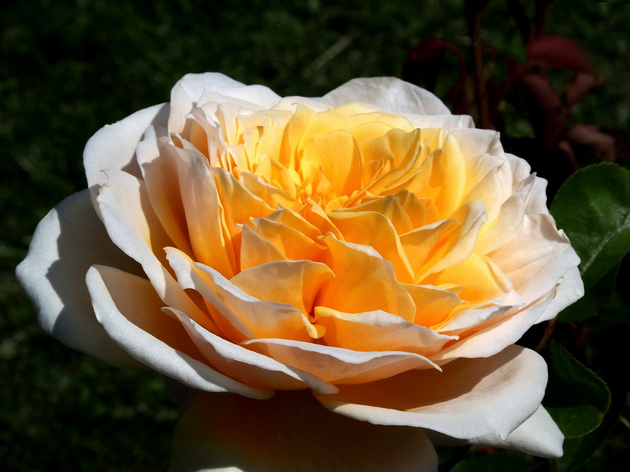 Firenze, il giardino delle rose 17