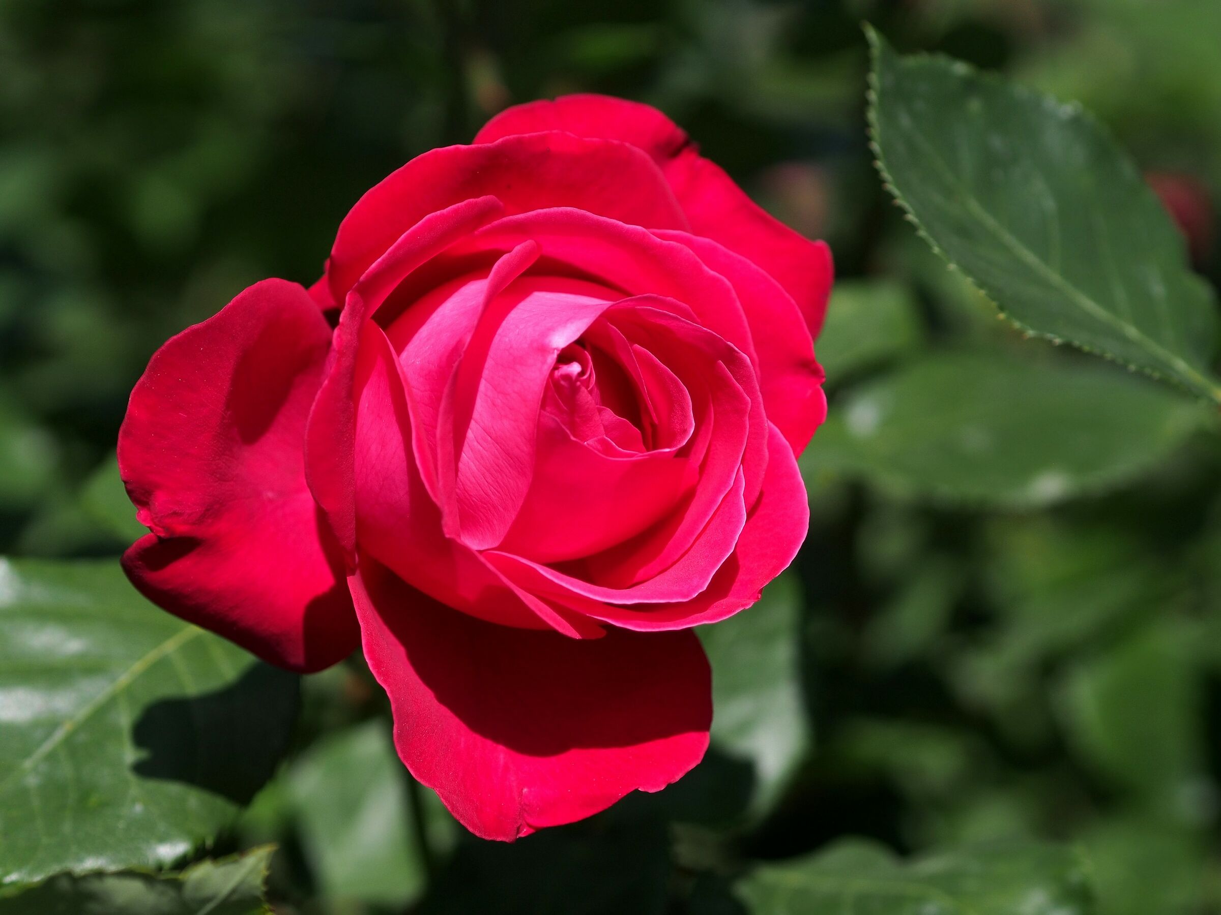 Firenze, il giardino delle rose 18
