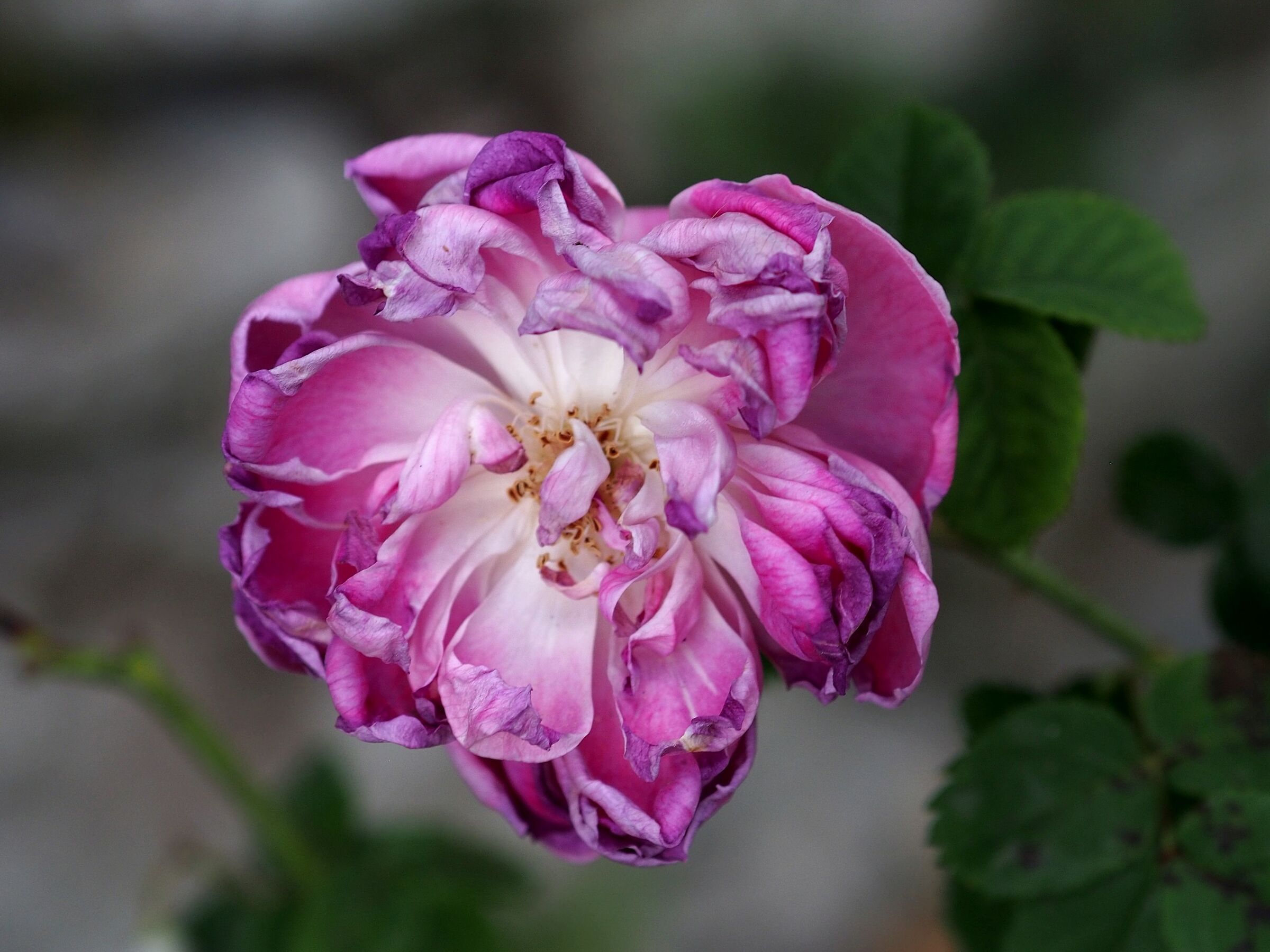 Firenze, il giardino delle rose 22