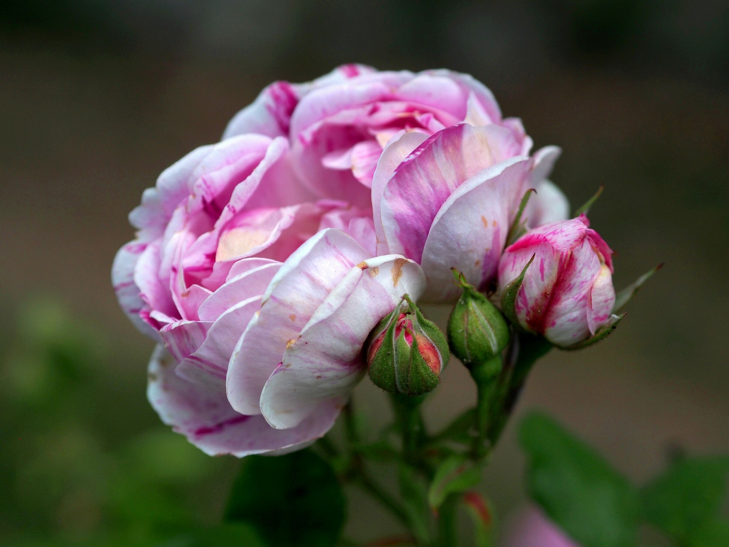 Firenze, il giardino delle rose 23