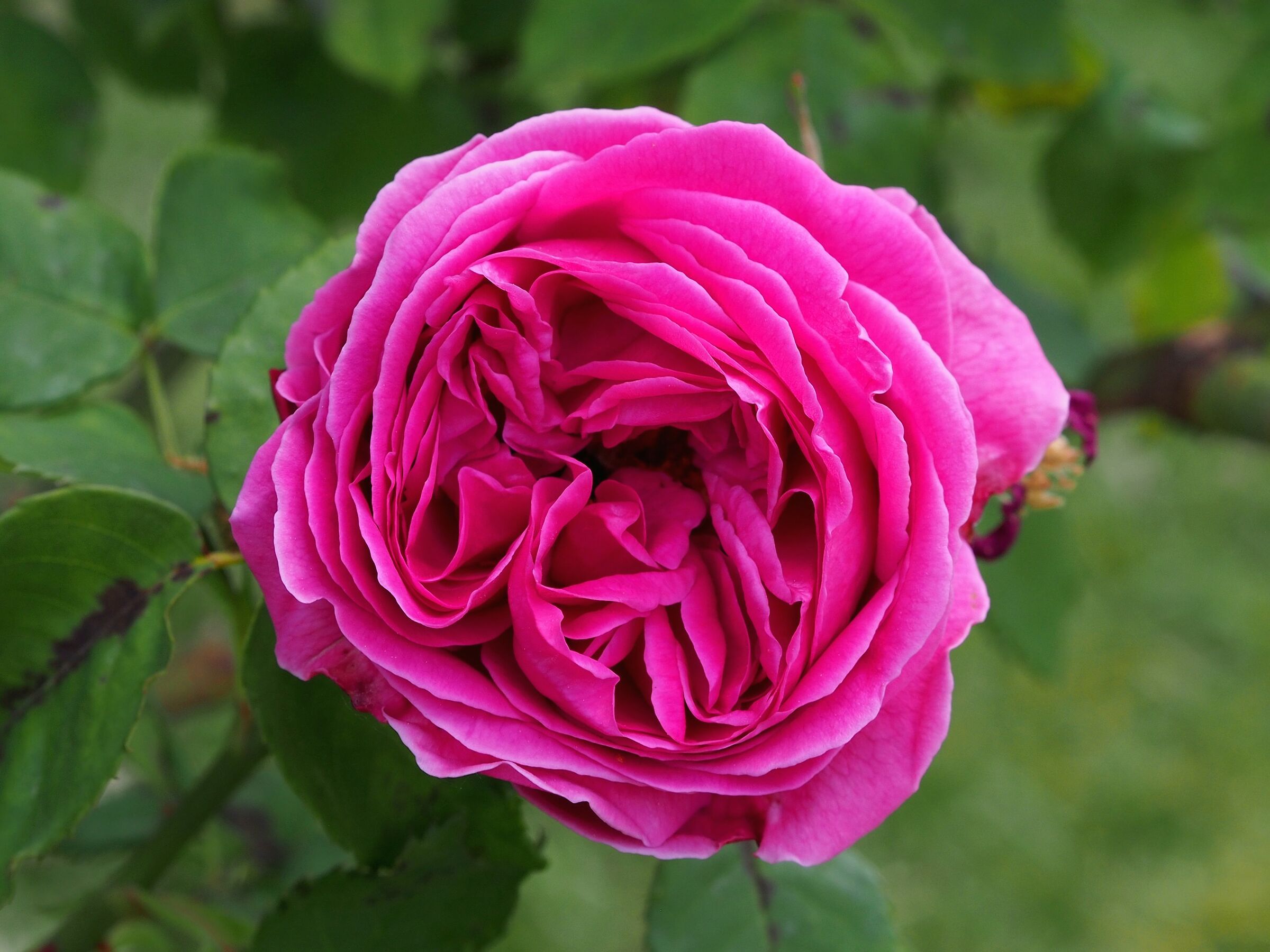 Firenze, il giardino delle rose 24