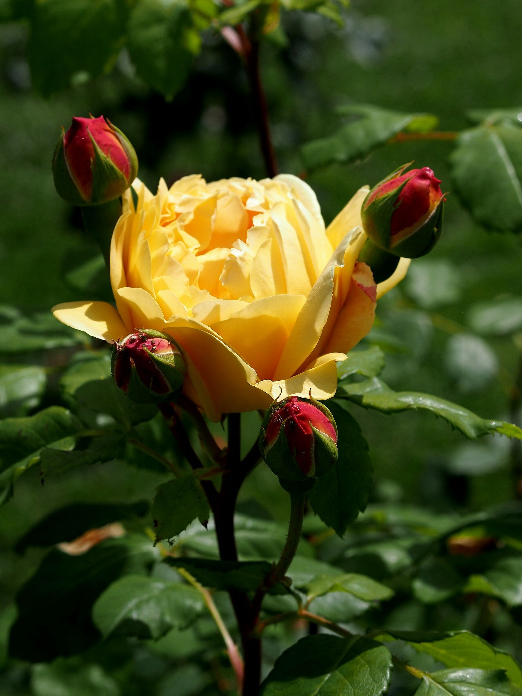 Firenze, il giardino delle rose 25
