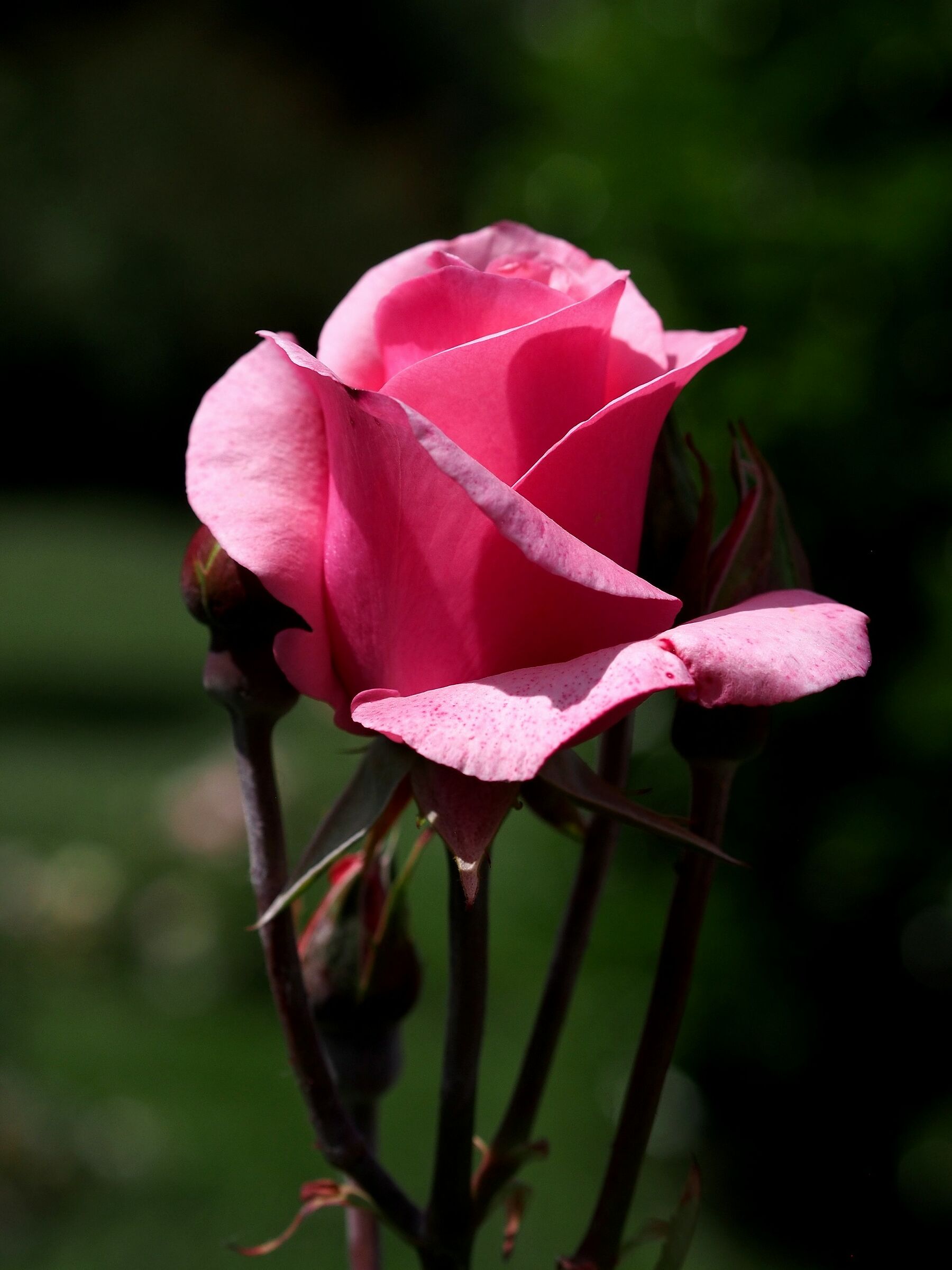 Firenze, il giardino delle rose 26