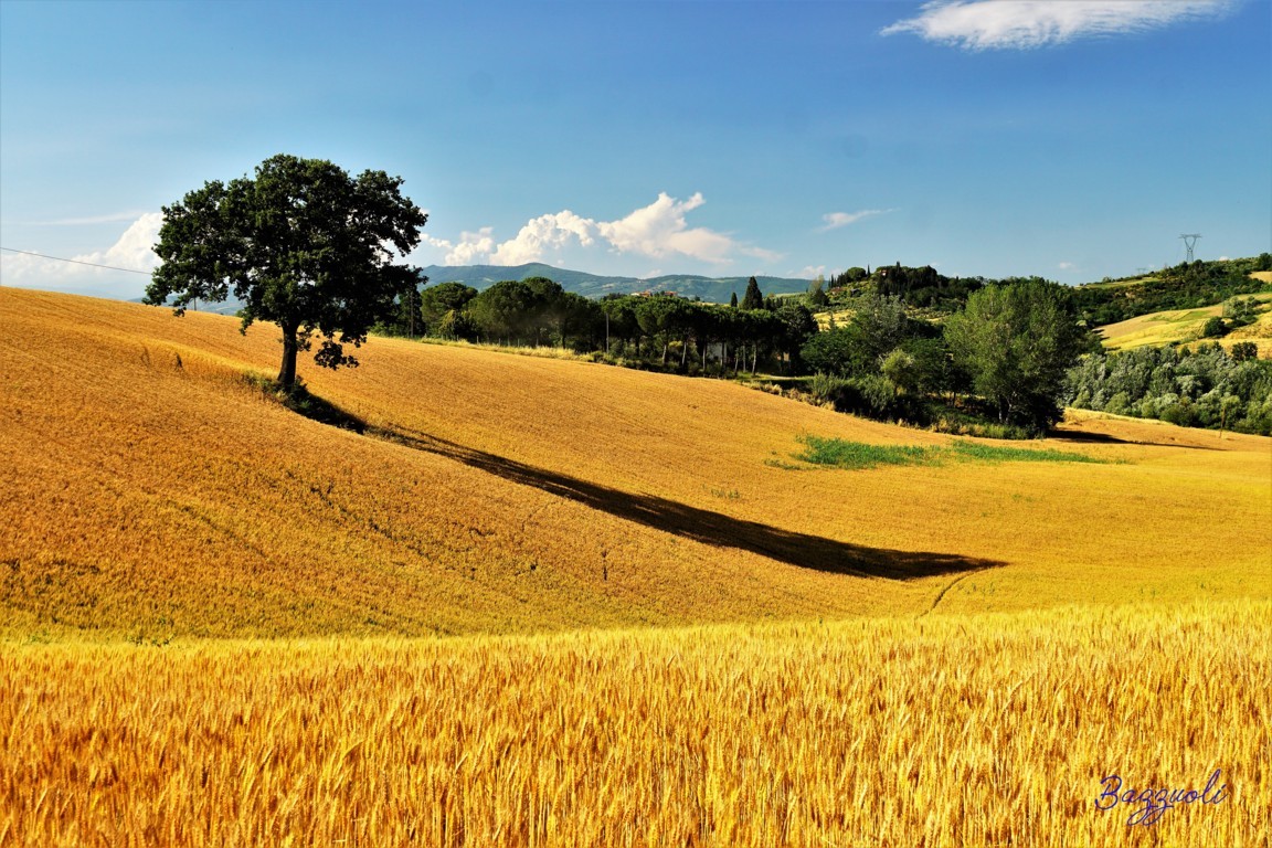 Campo di grano1