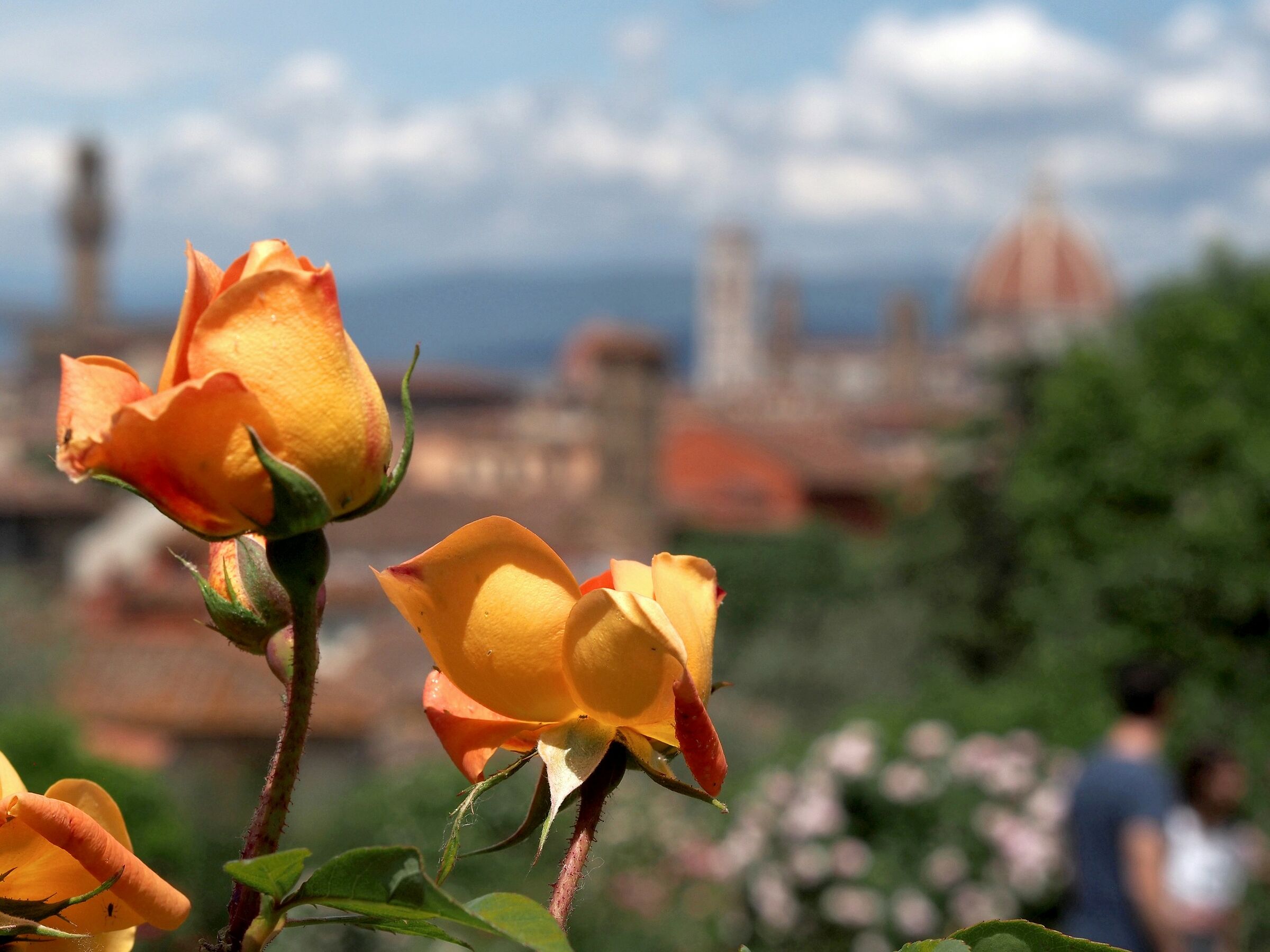 Firenze, il giardino delle rose 27