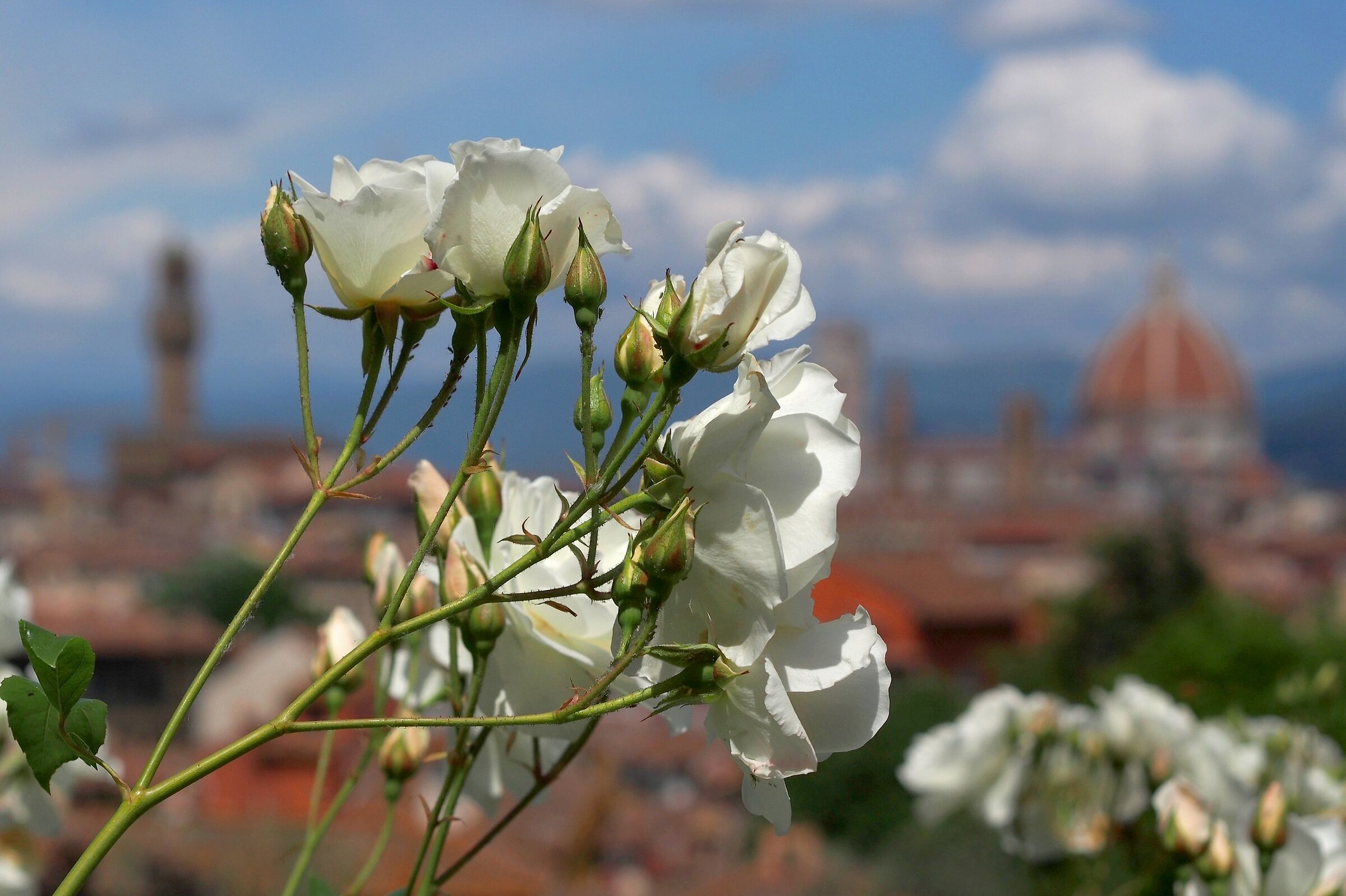 Firenze, il giardino delle rose 29