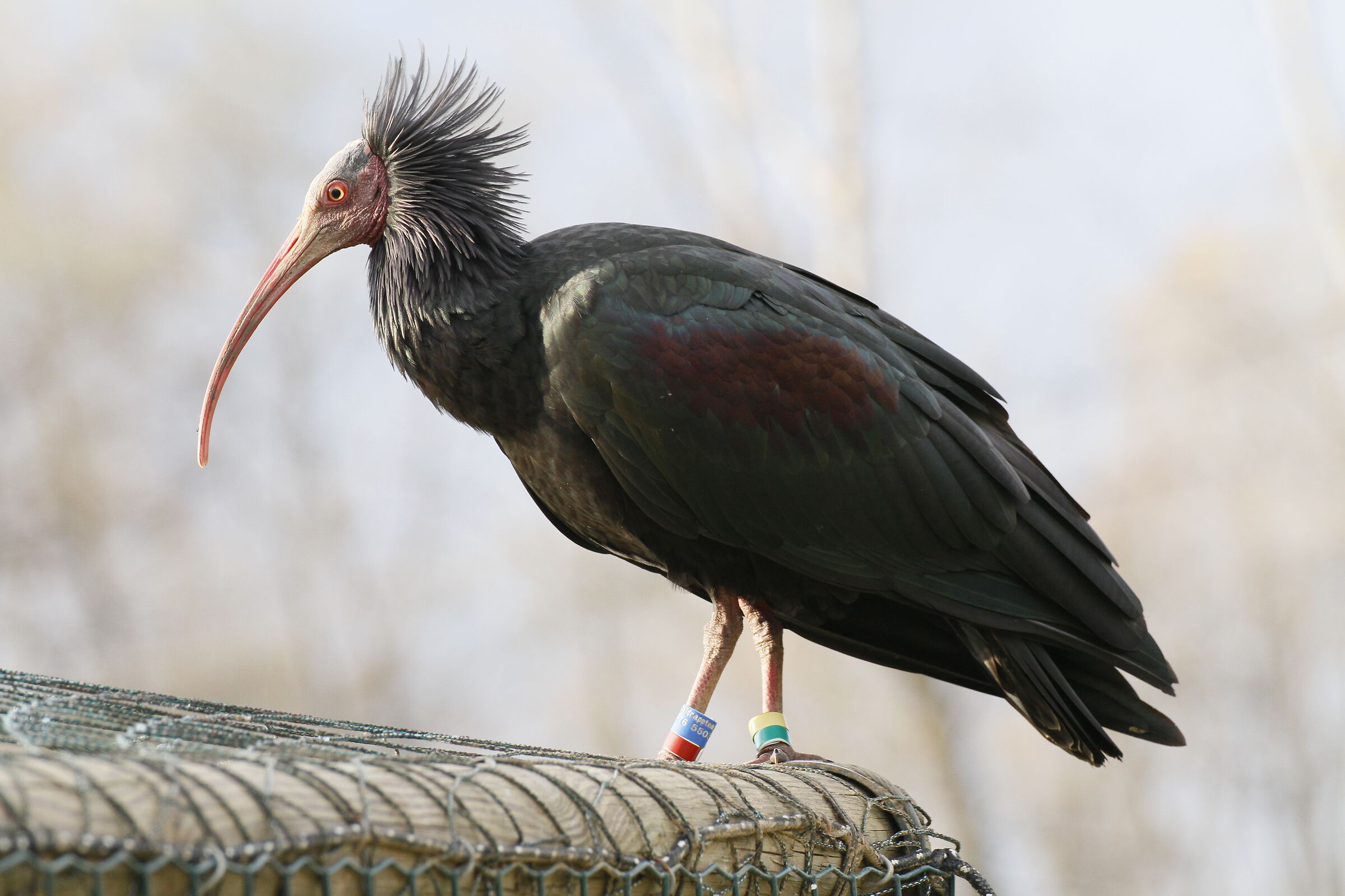 hermit ibis