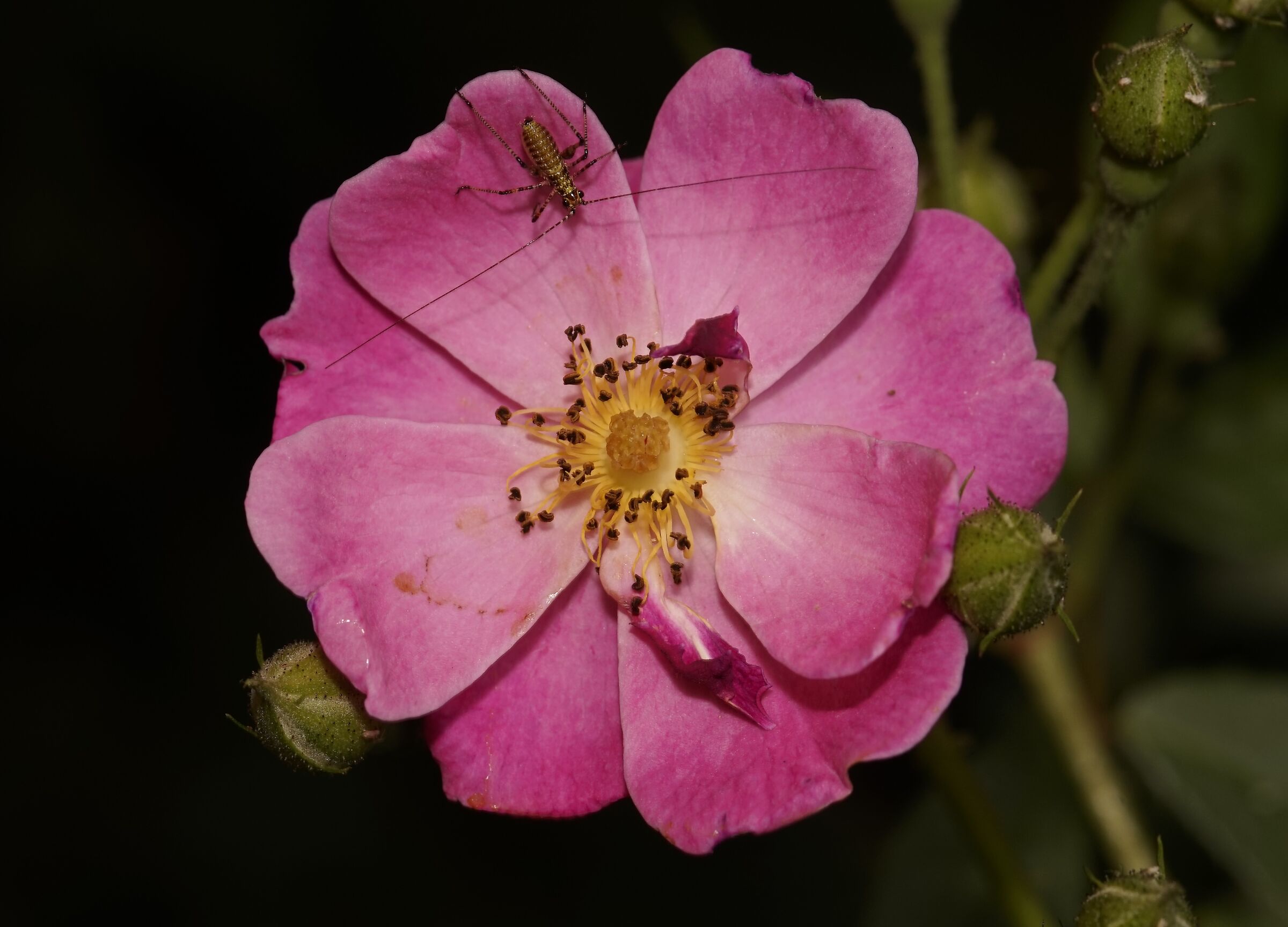 Il richiamo della rosa