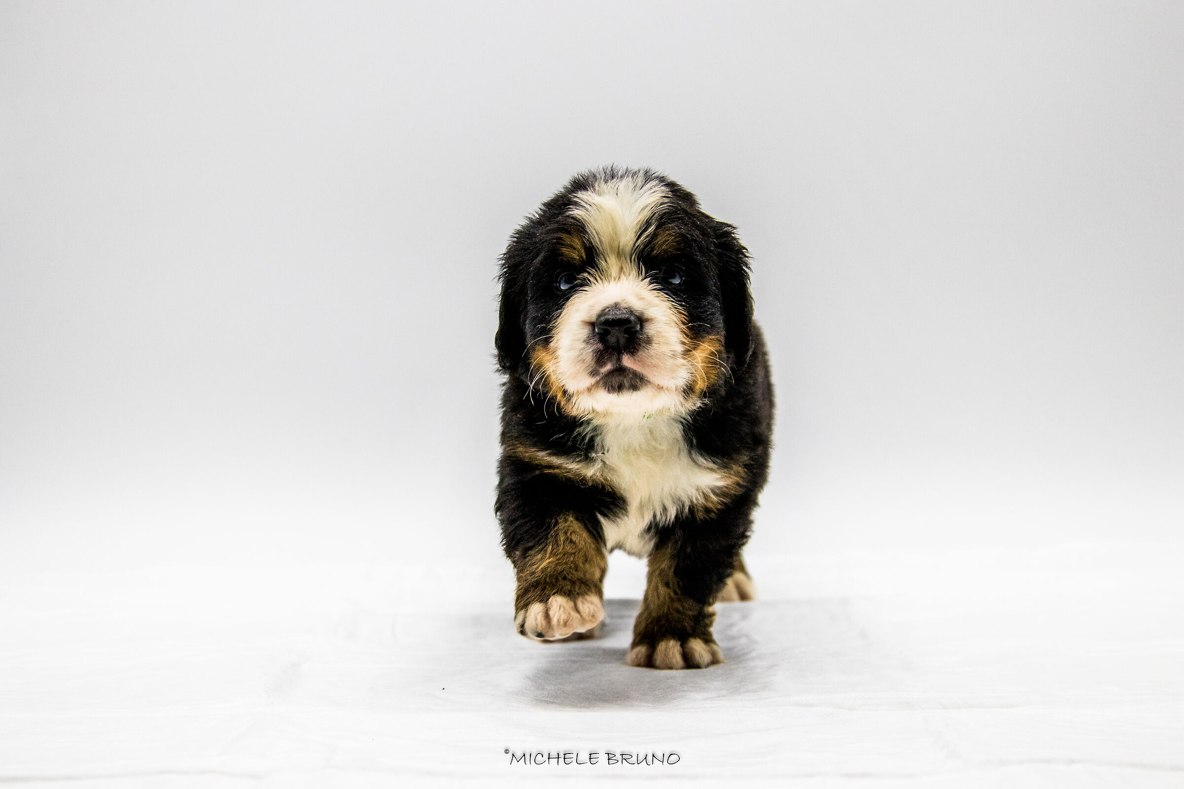 Bernese Mountain Dog Puppy