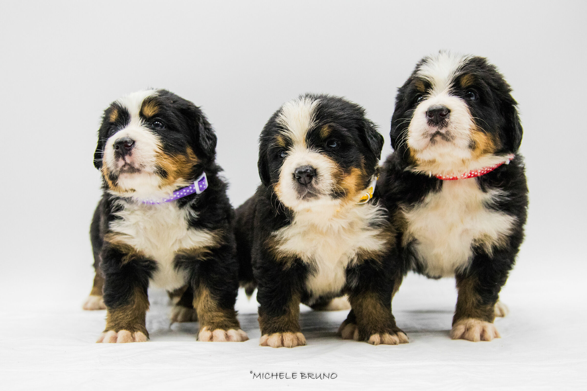 Bernese Mountain Dog Puppy II