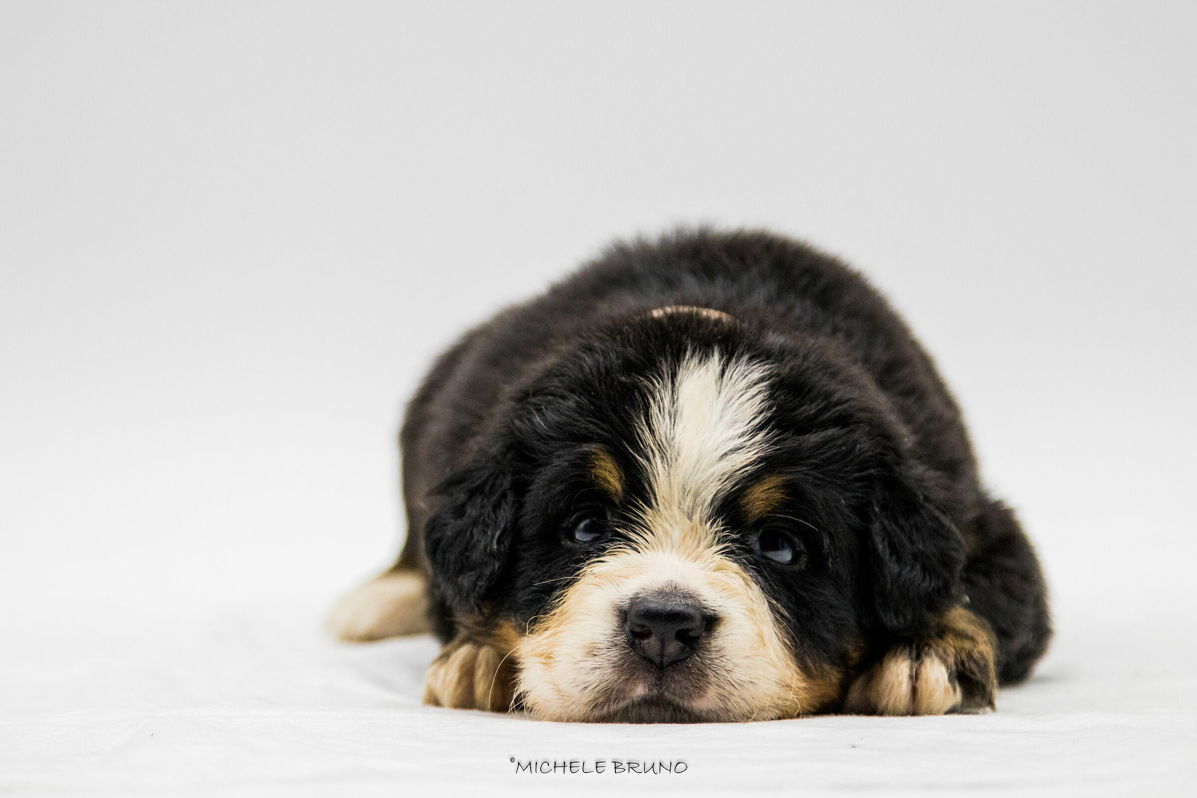 Bernese Mountain Dog Puppy III