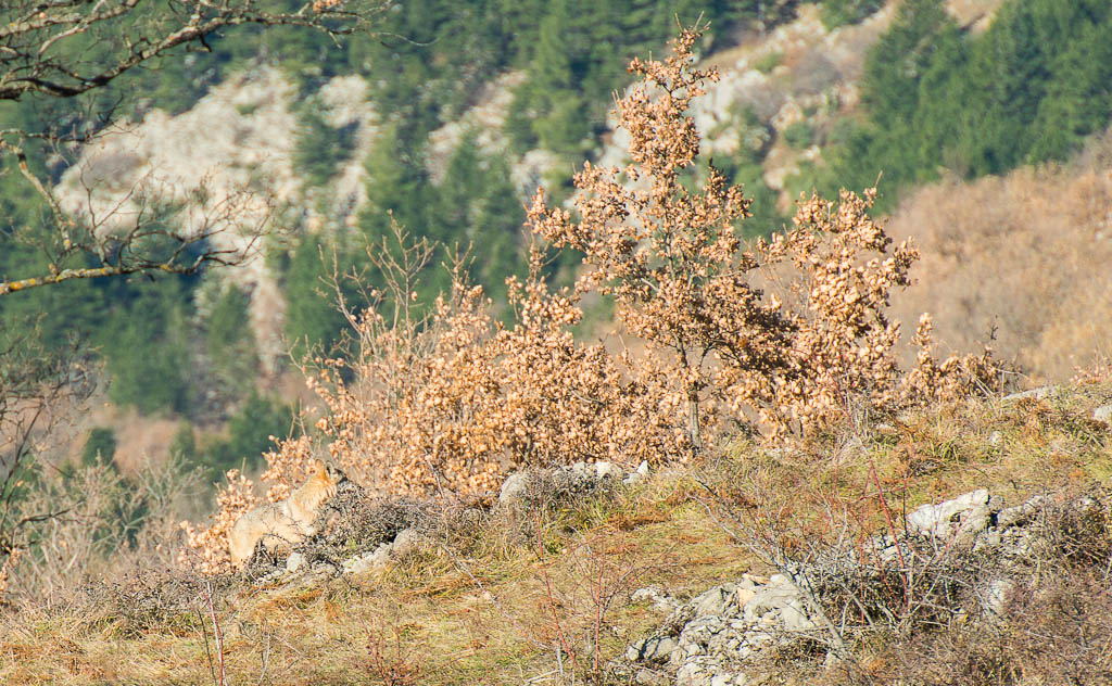 wild wolf (camouflage)