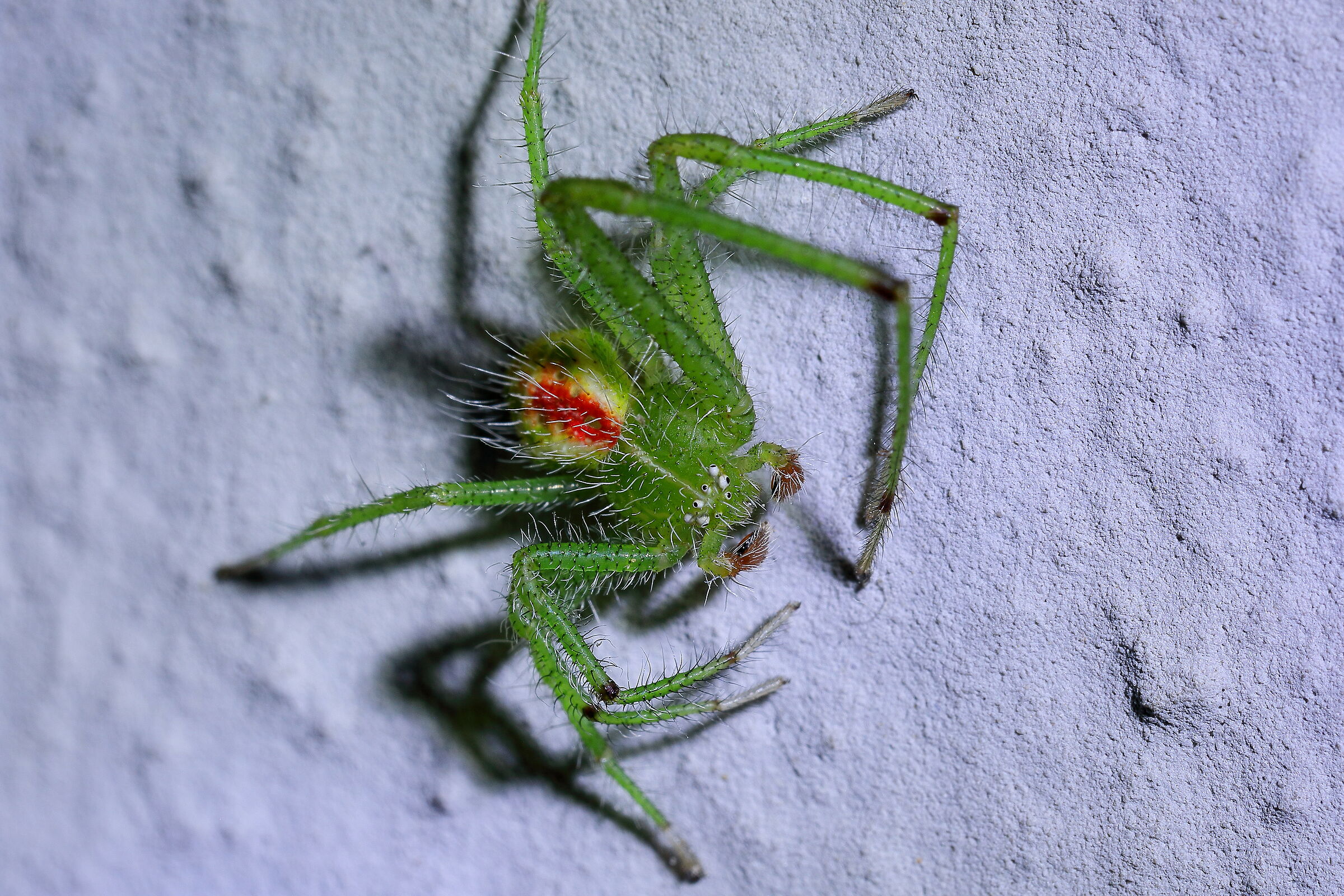 Se non puoi muovere 2 occhi puoi orientarne 8 fissi