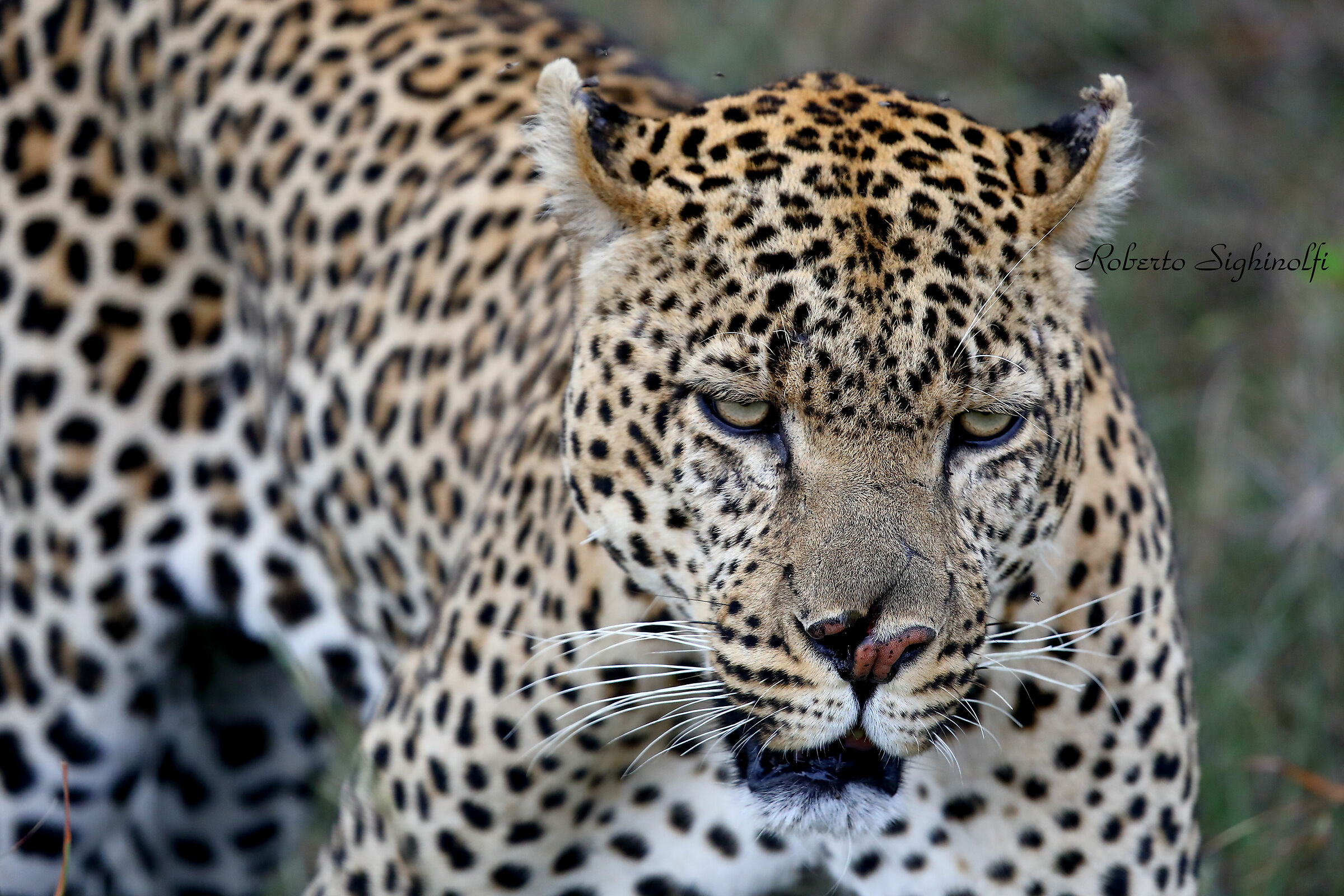 Leopardo maschio sfigurato in combattimento 2