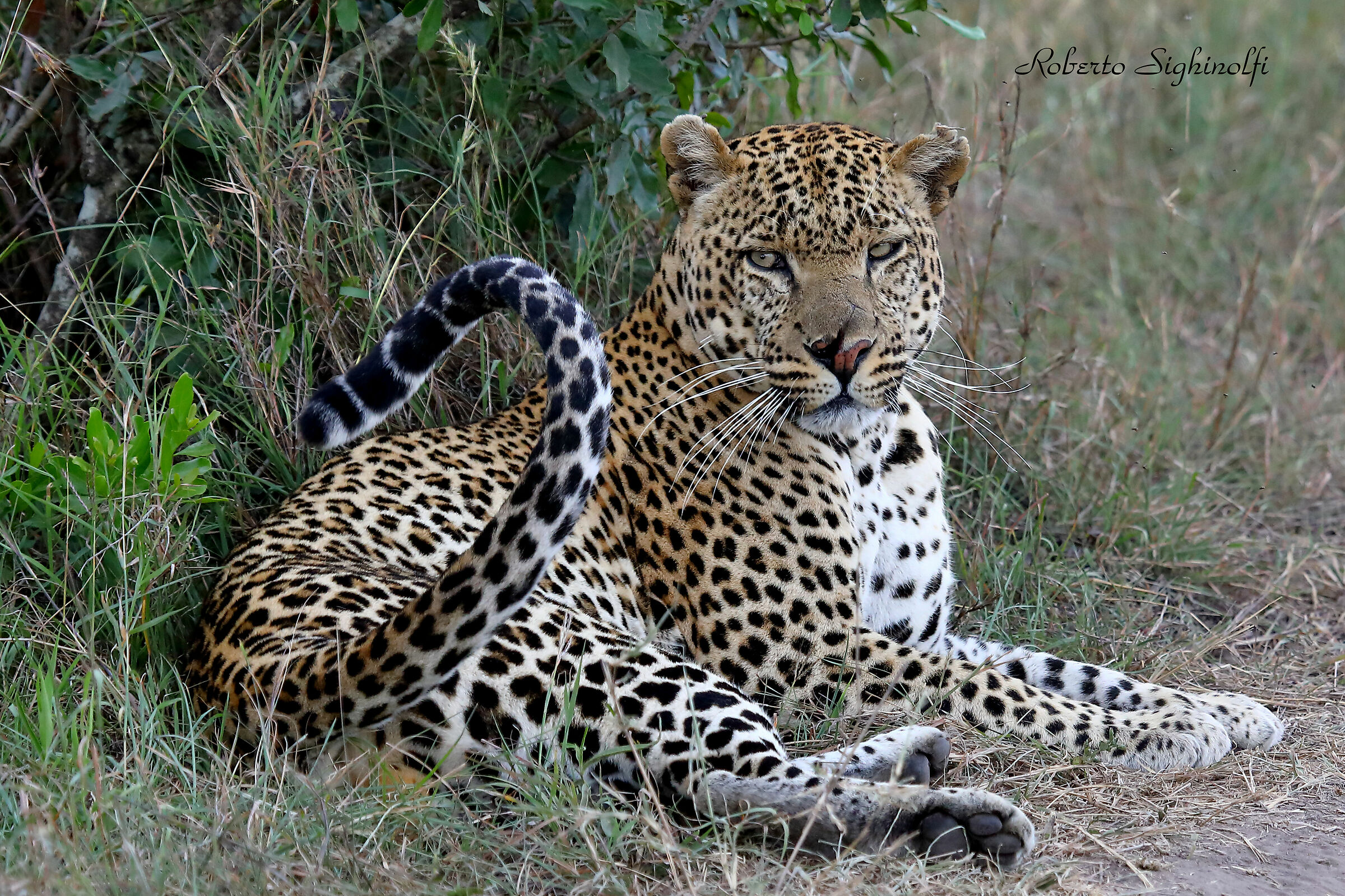 Leopardo maschio sfigurato in combattimento 3