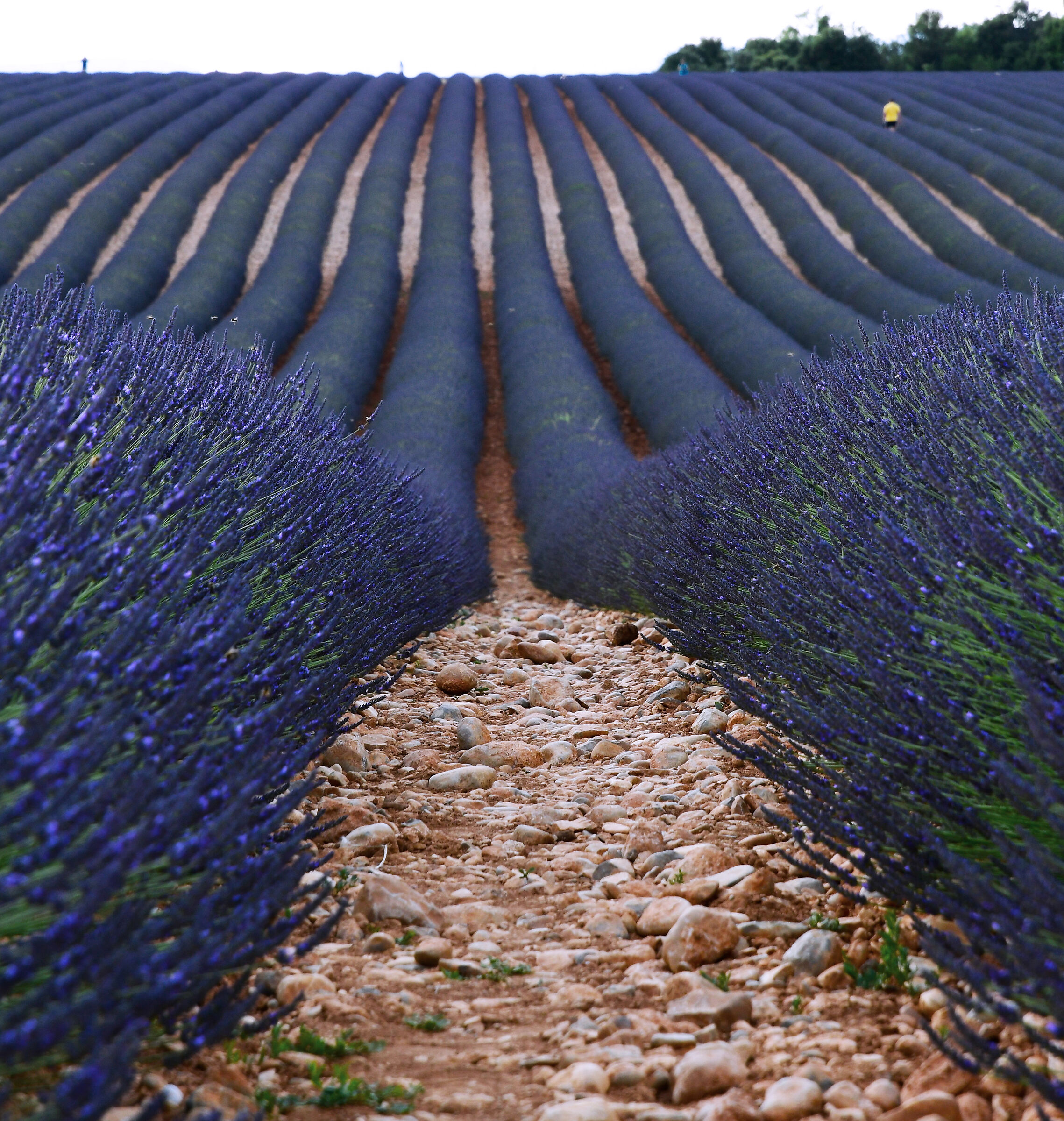 Purple waves