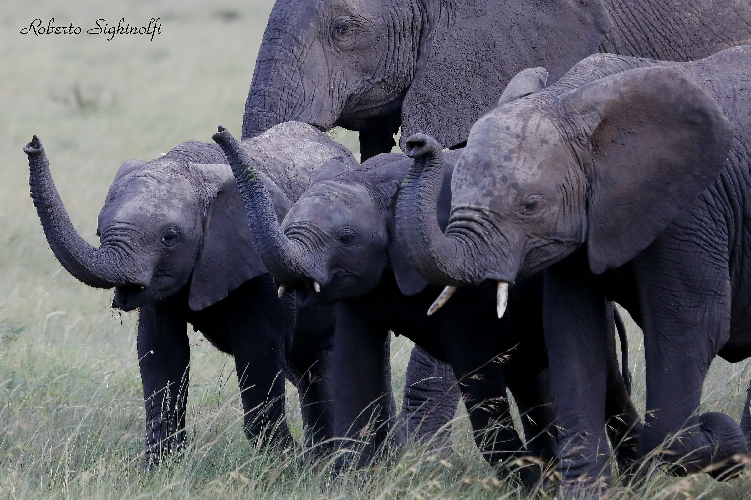 Elefantini, vedi crescita delle zanne
