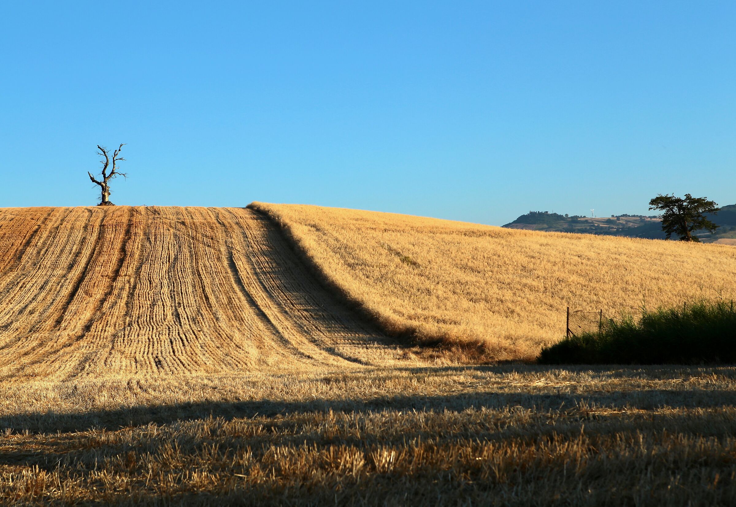 The duality of life: one survives the other lives.