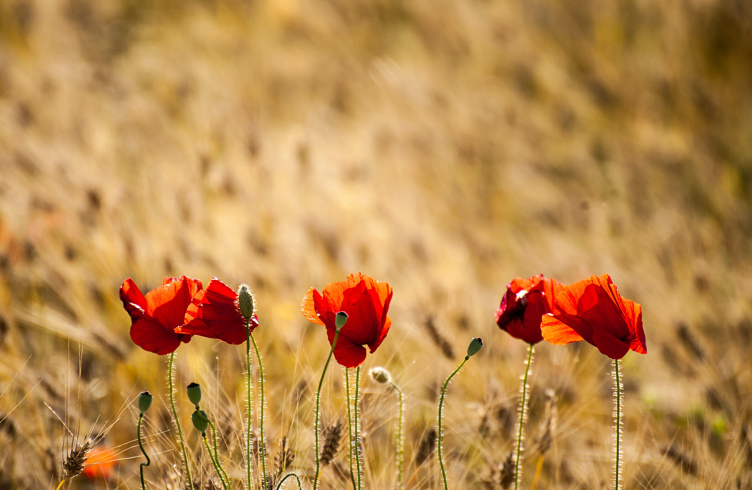 In un campo di grano ...