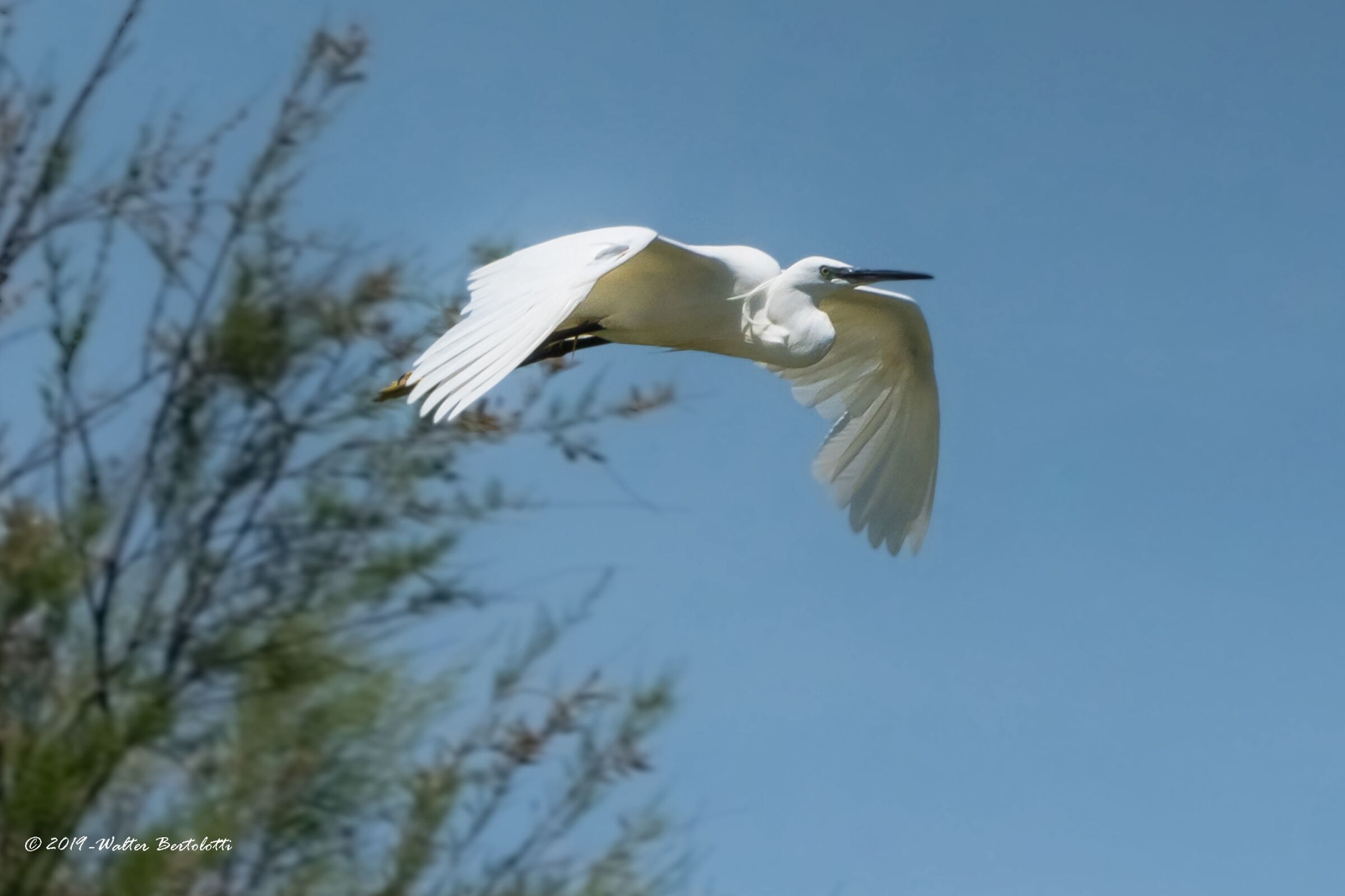 gliding flight