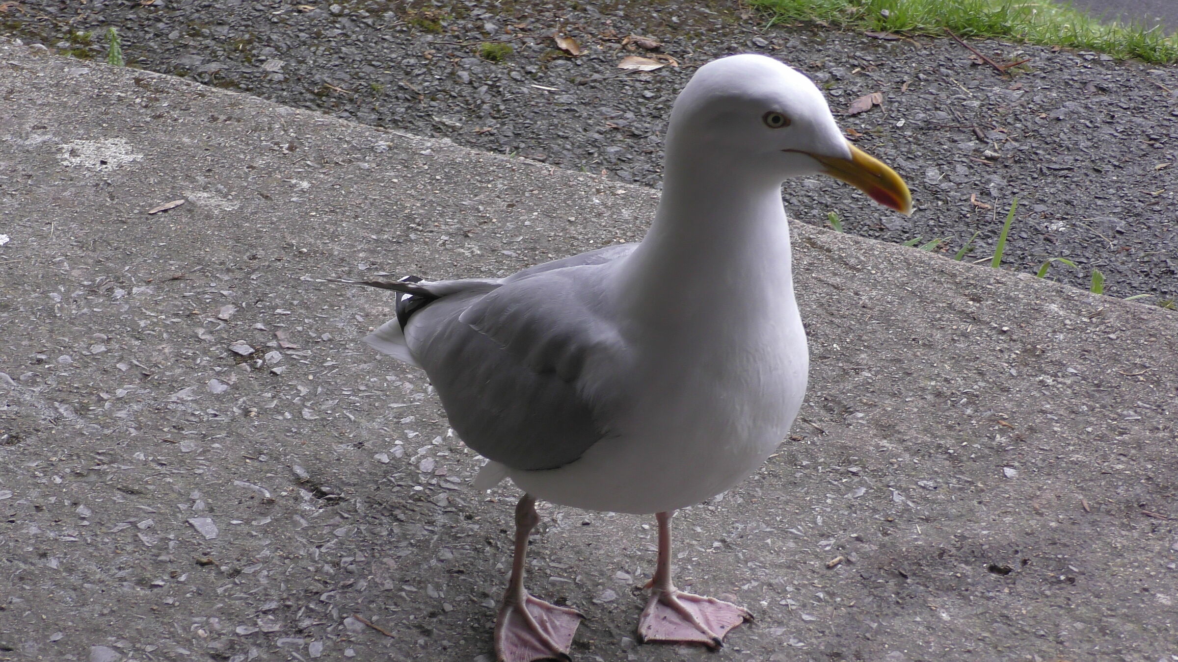 Seagull