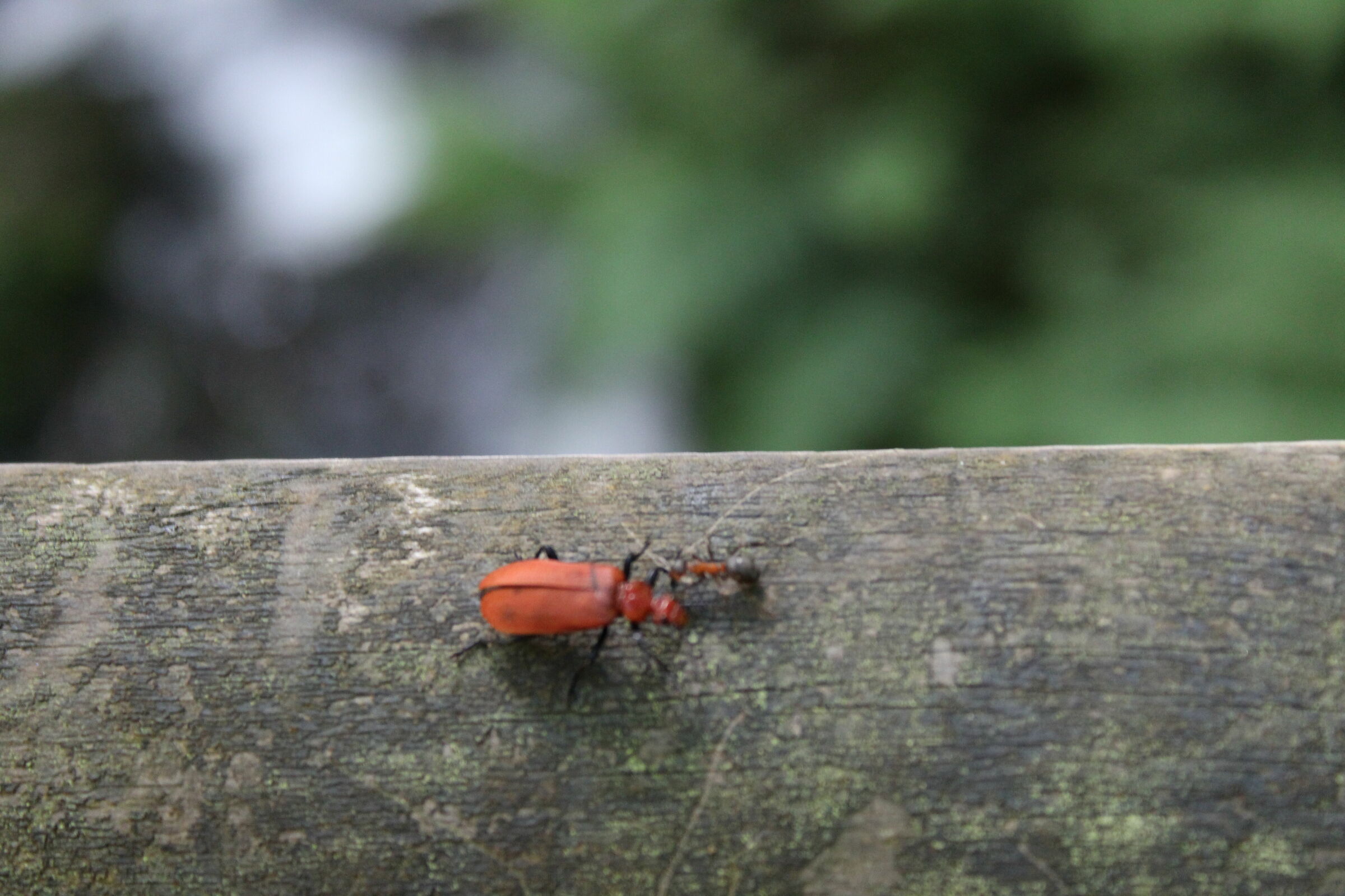 Red-headed Cardinal beetle meets Wood Ant