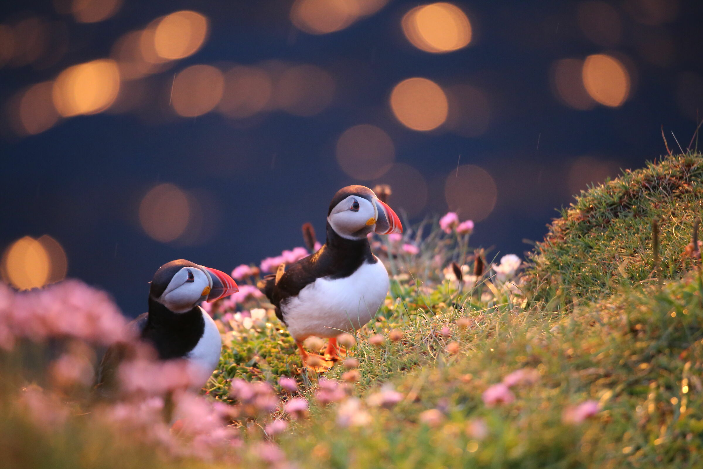 Puffins al tramonto