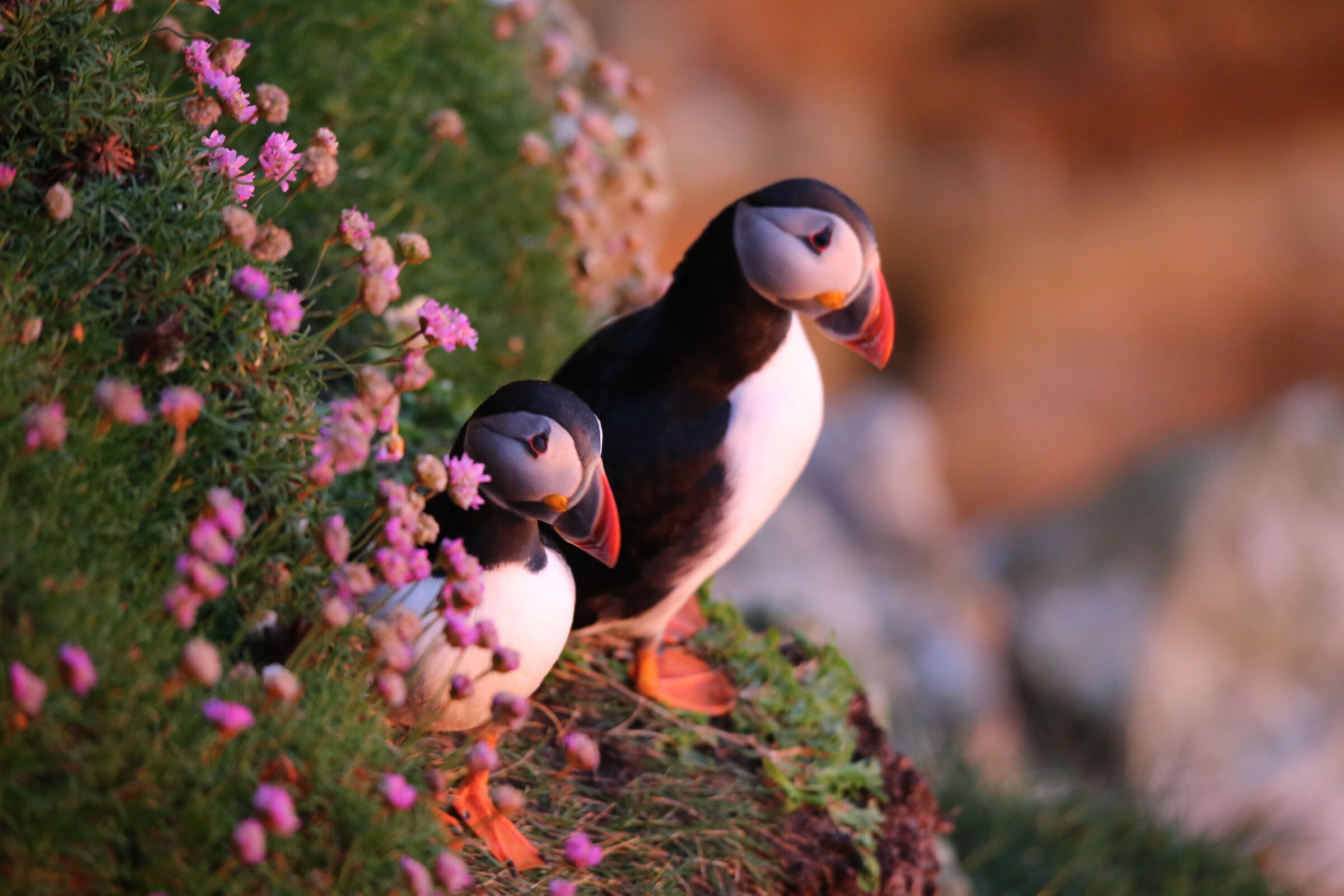 Puffins al tramonto