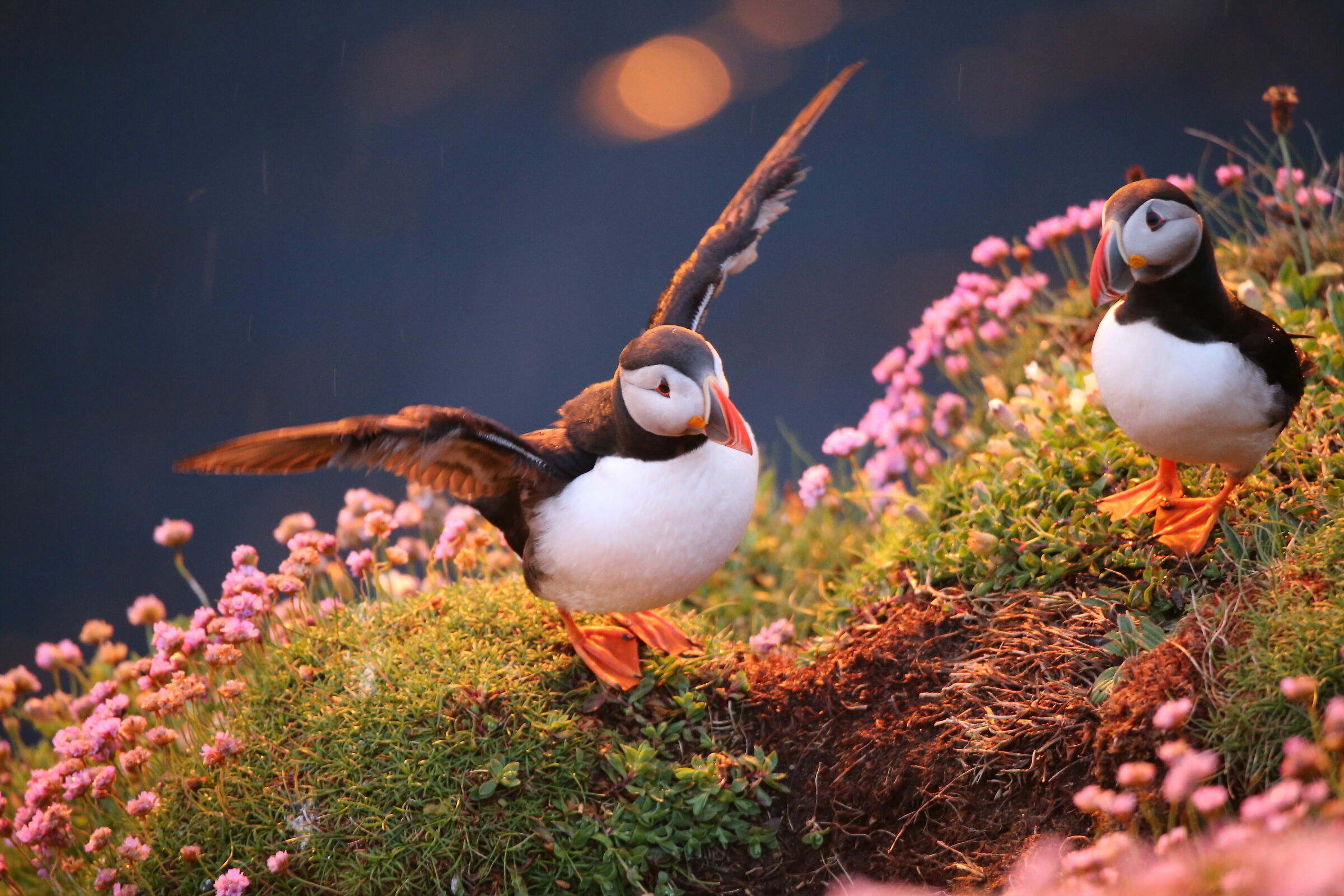 Puffins al tramonto
