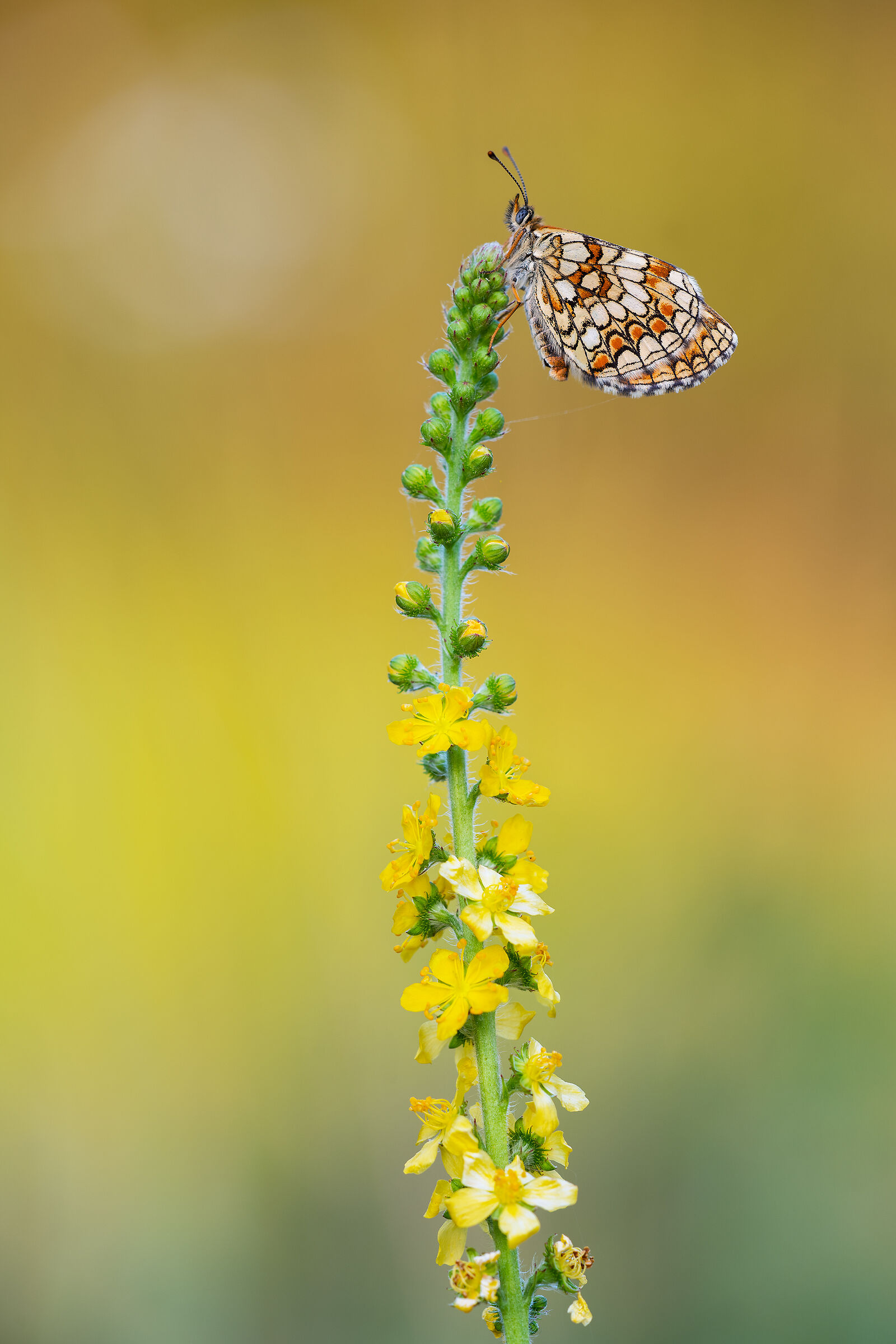 Melitaea athalia