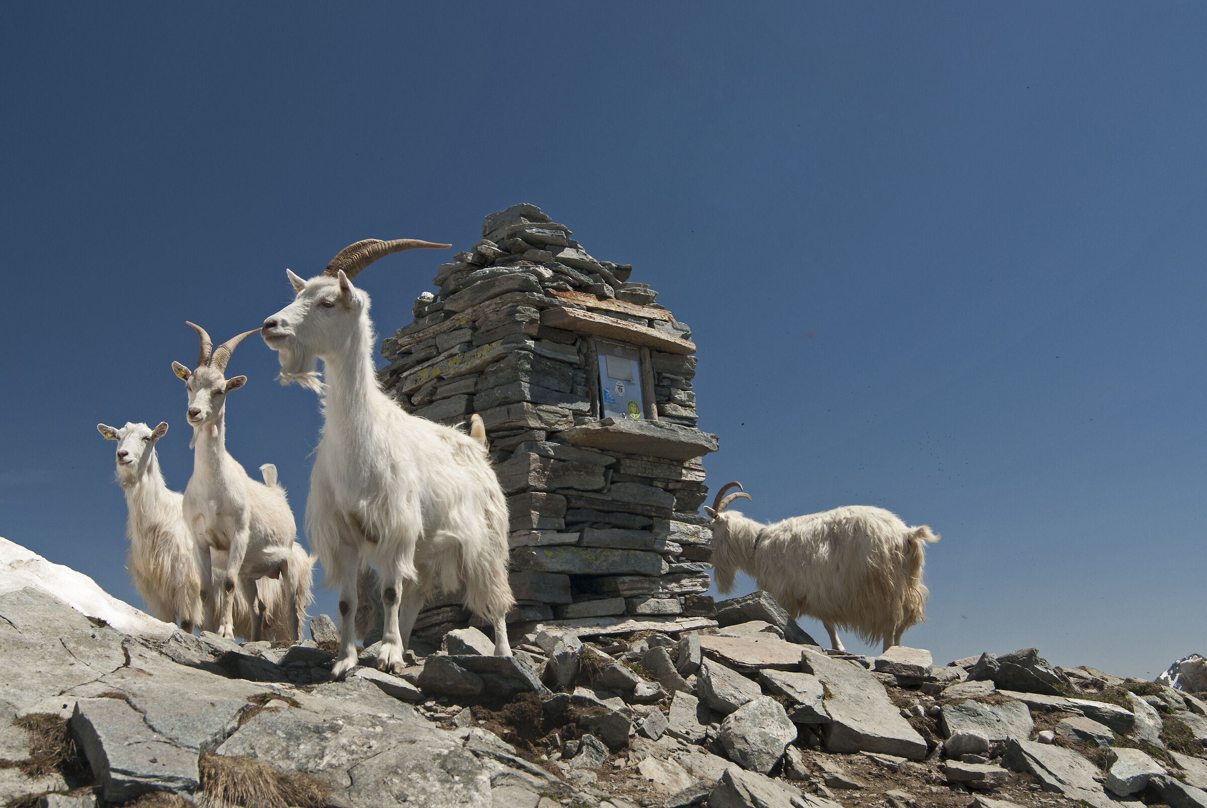 Le signore della vetta