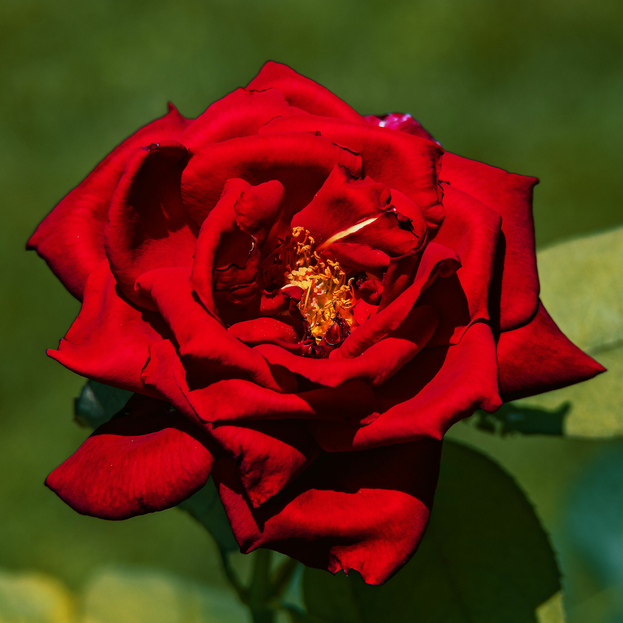 Almost cairo's Purple Rose