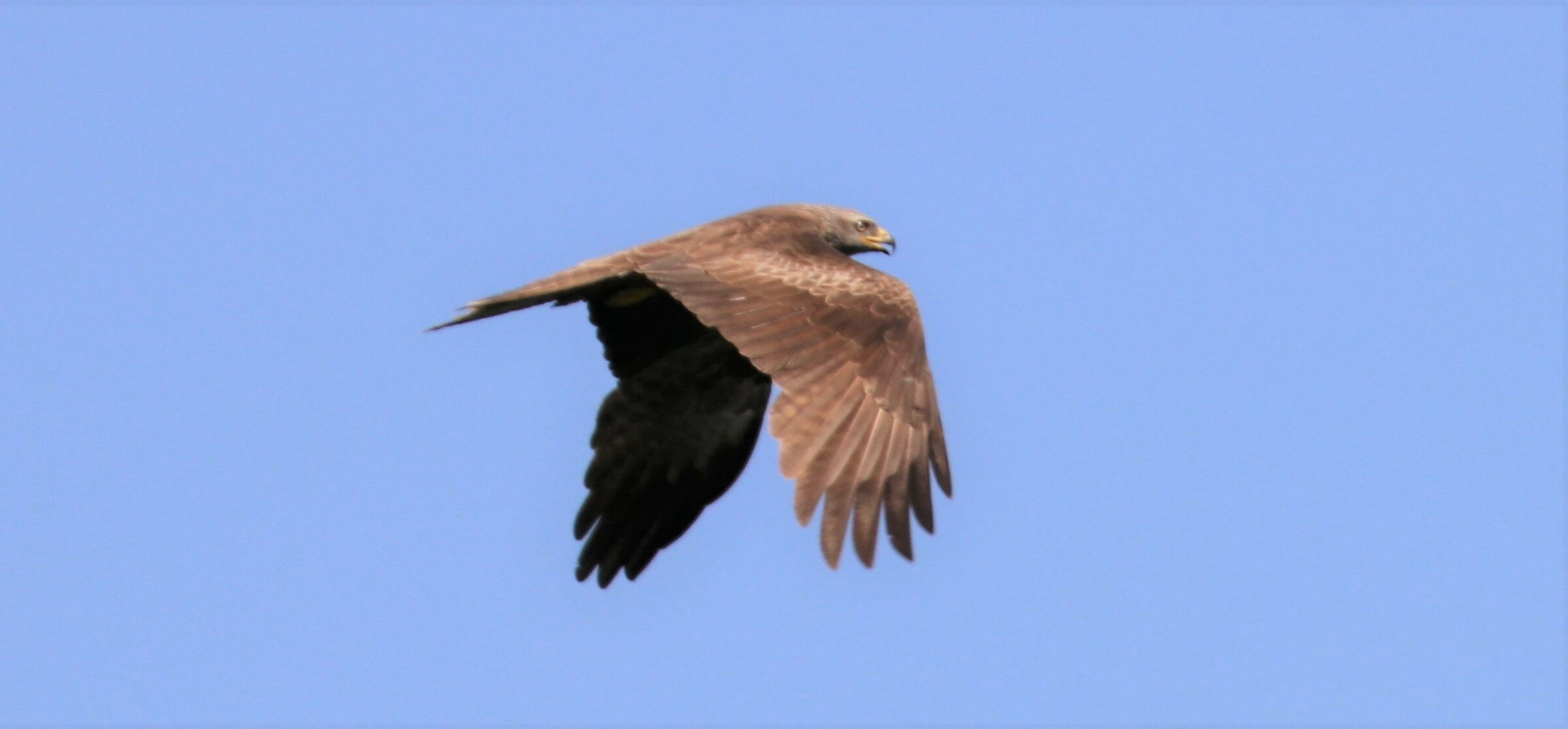 Brown kite