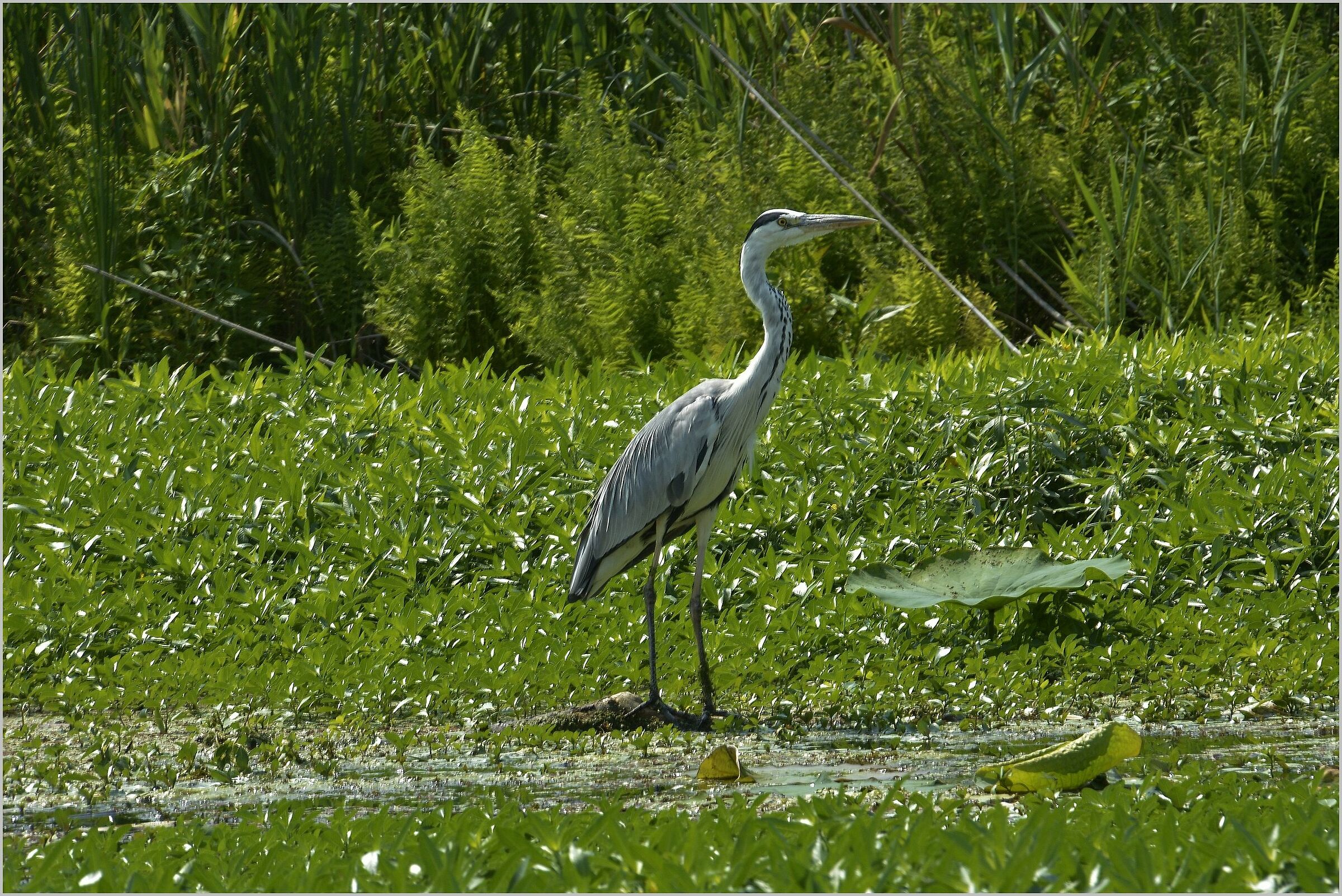 Airone cenerino sulle sponde del Mincio
