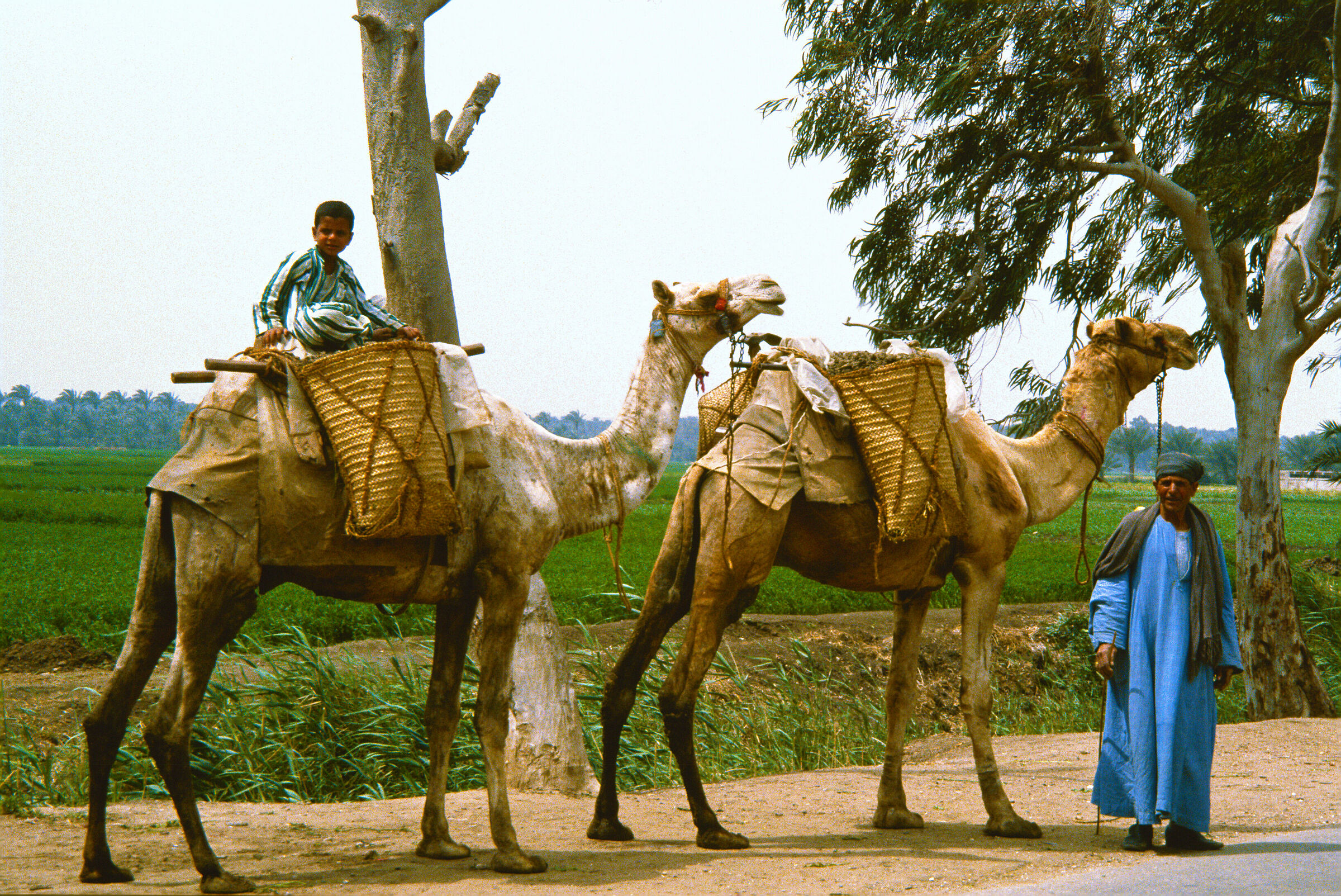 Egypt. Along the Nilo 1