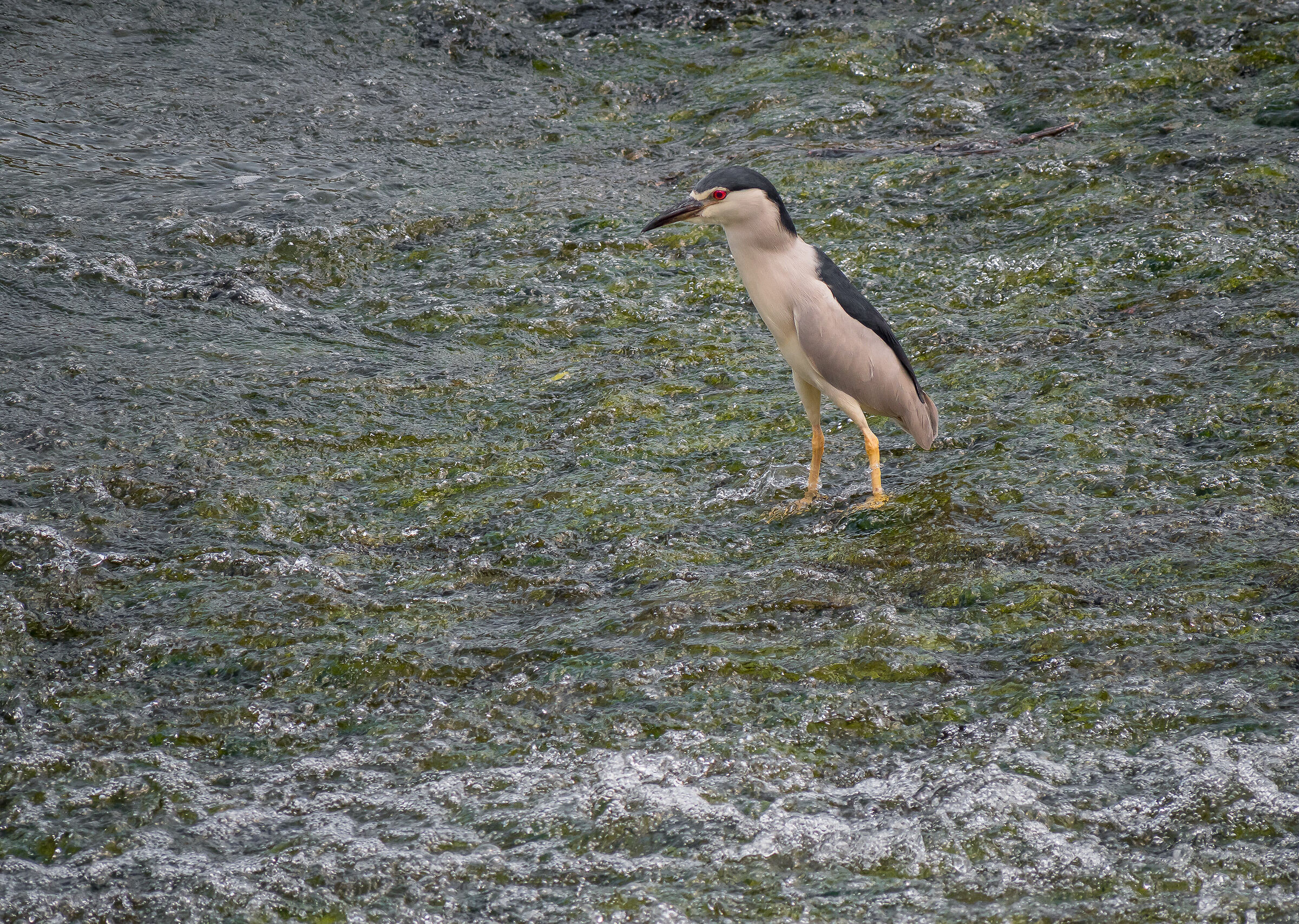 where the river flows......