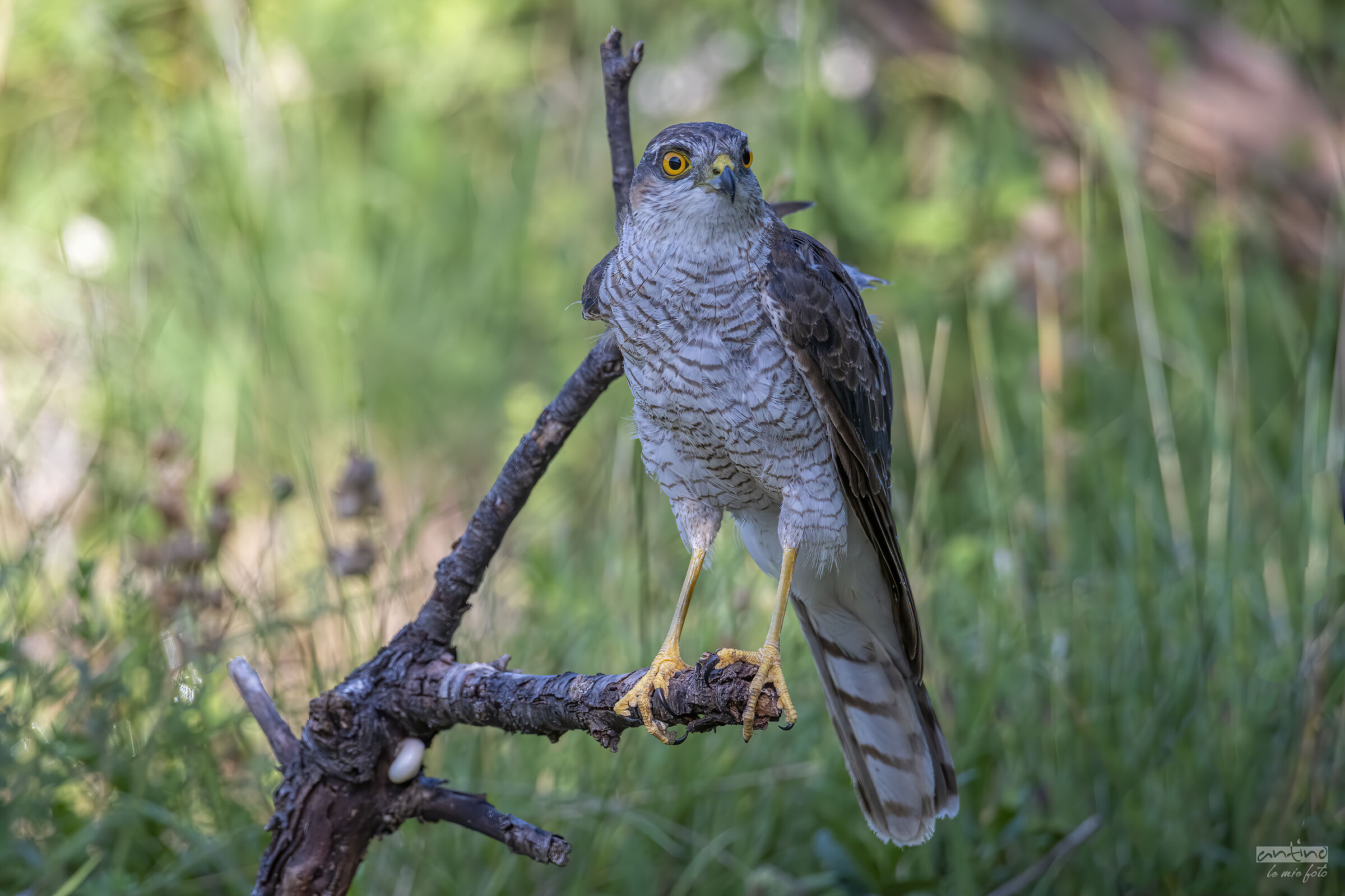 Goshawk