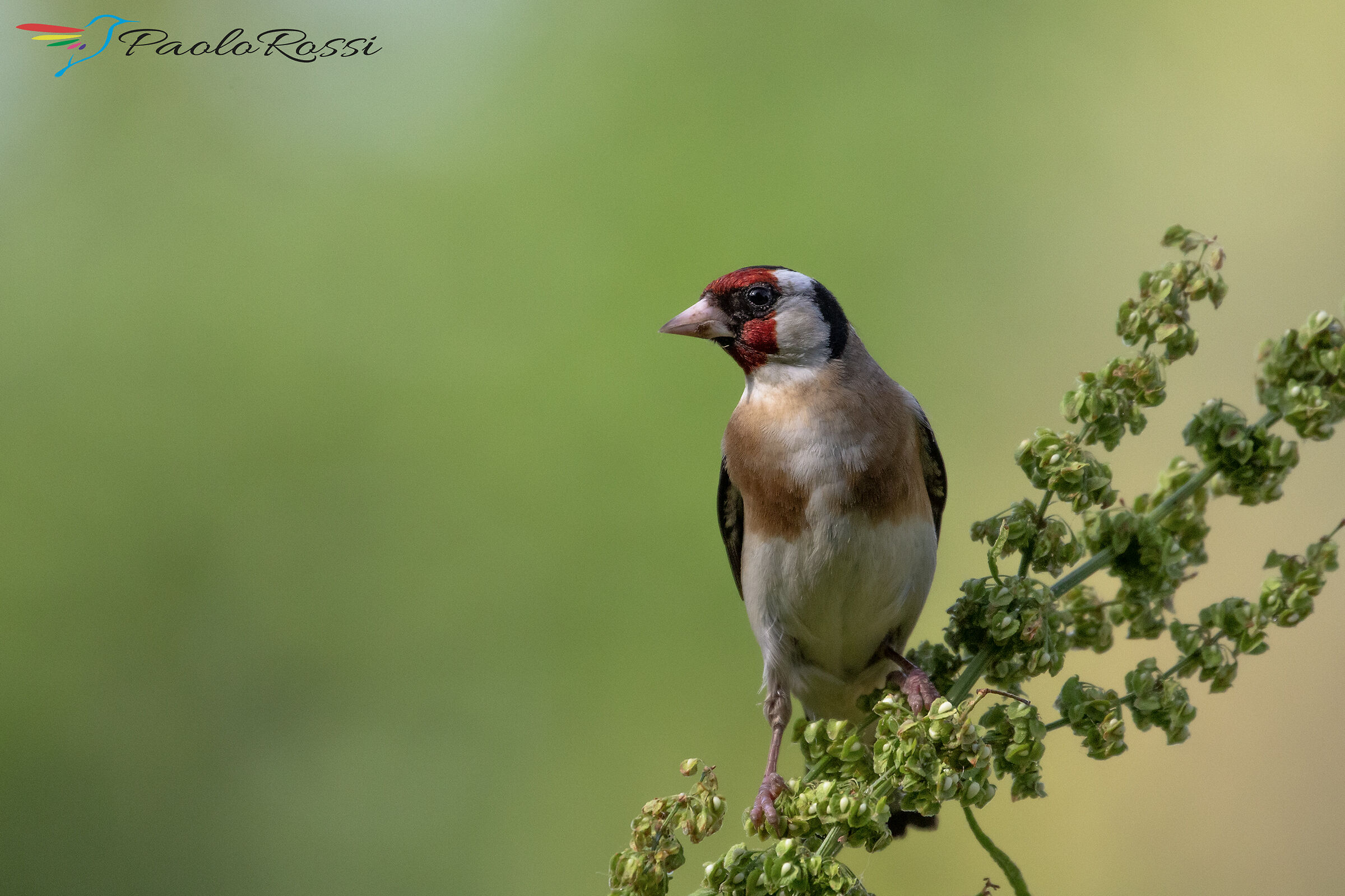 Goldfinch...