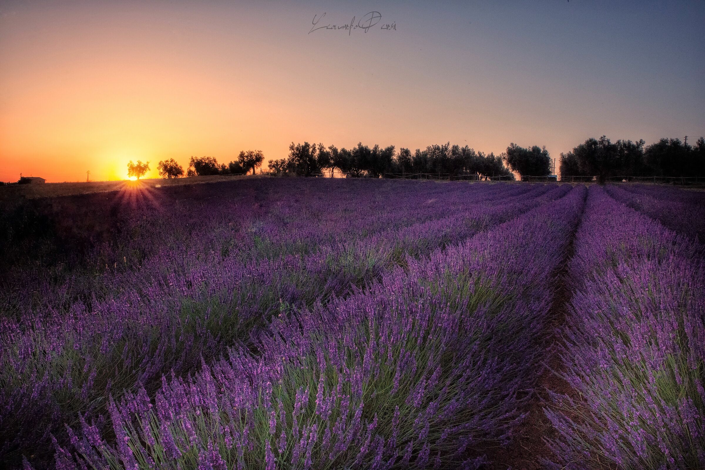 Lavanda...