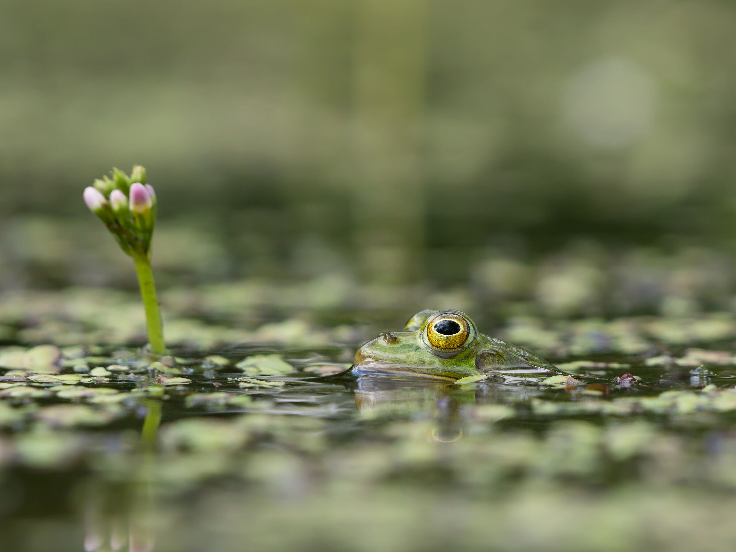 Rana da biliardo (Pelophylax lessonae)